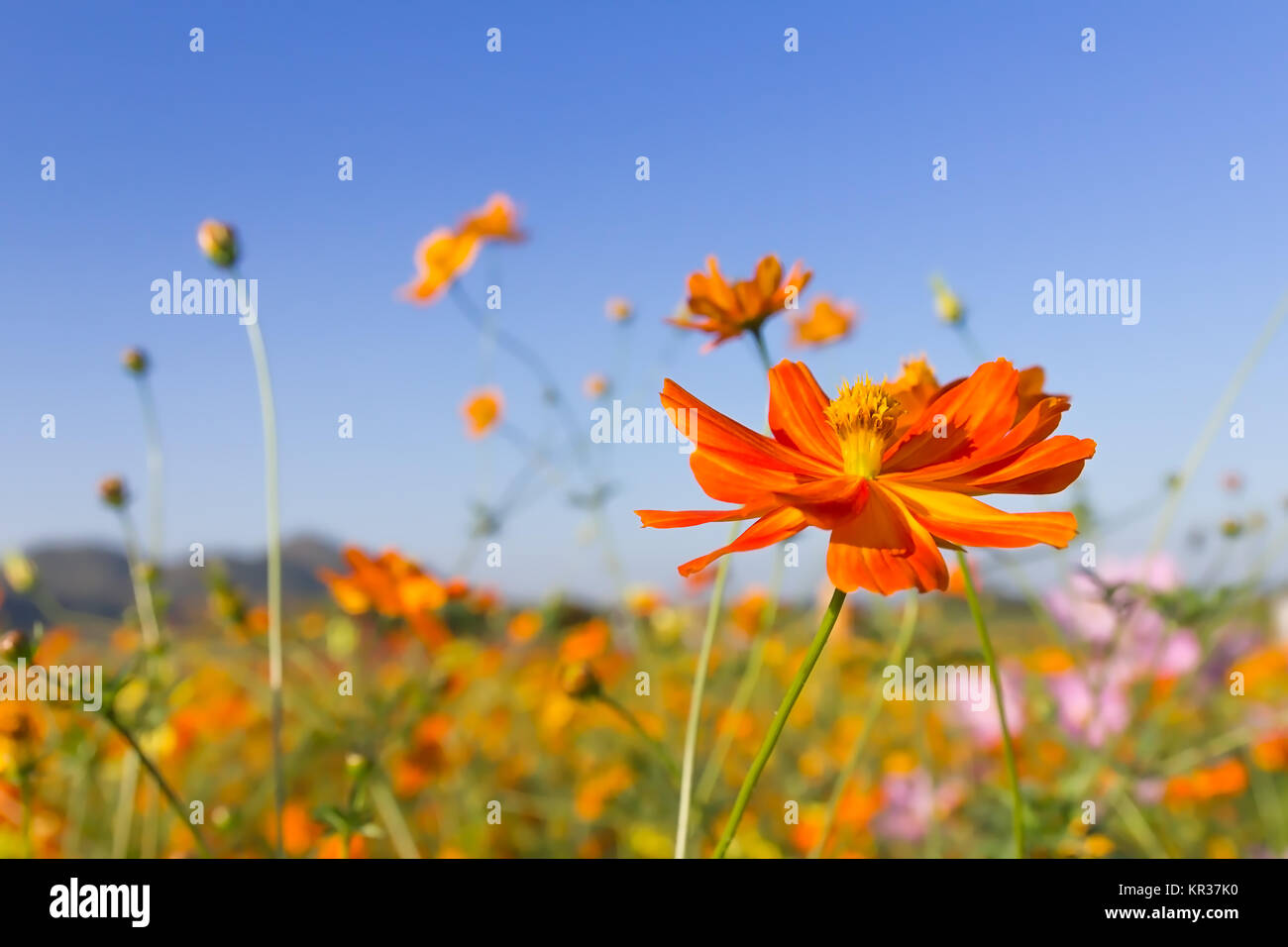 Orange Gros plan fleurs cosmos cosmos ou de soufre Banque D'Images