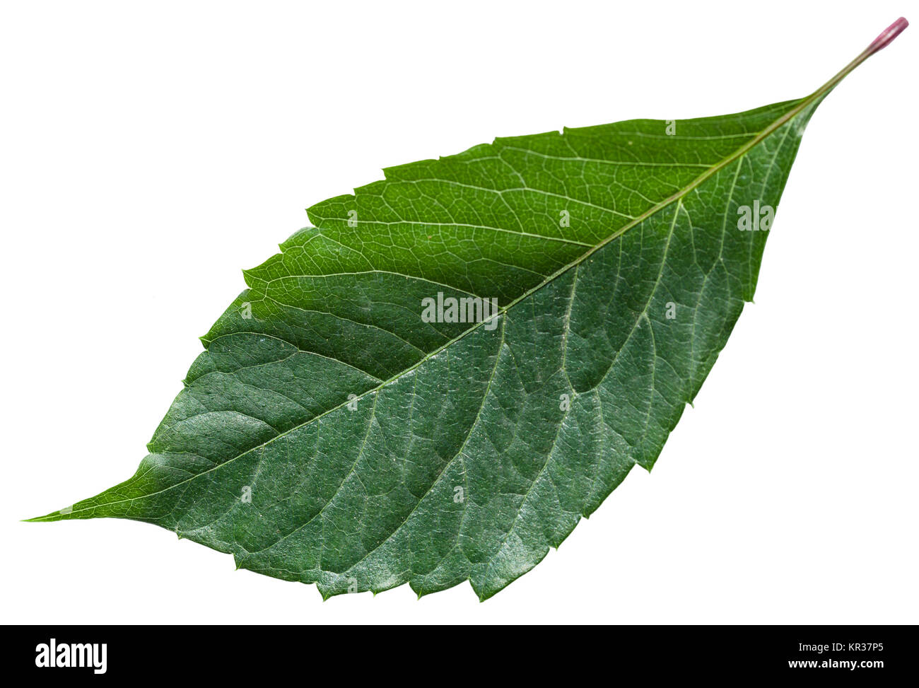 Feuille verte d'idéogrammes isolés de plantes Banque D'Images