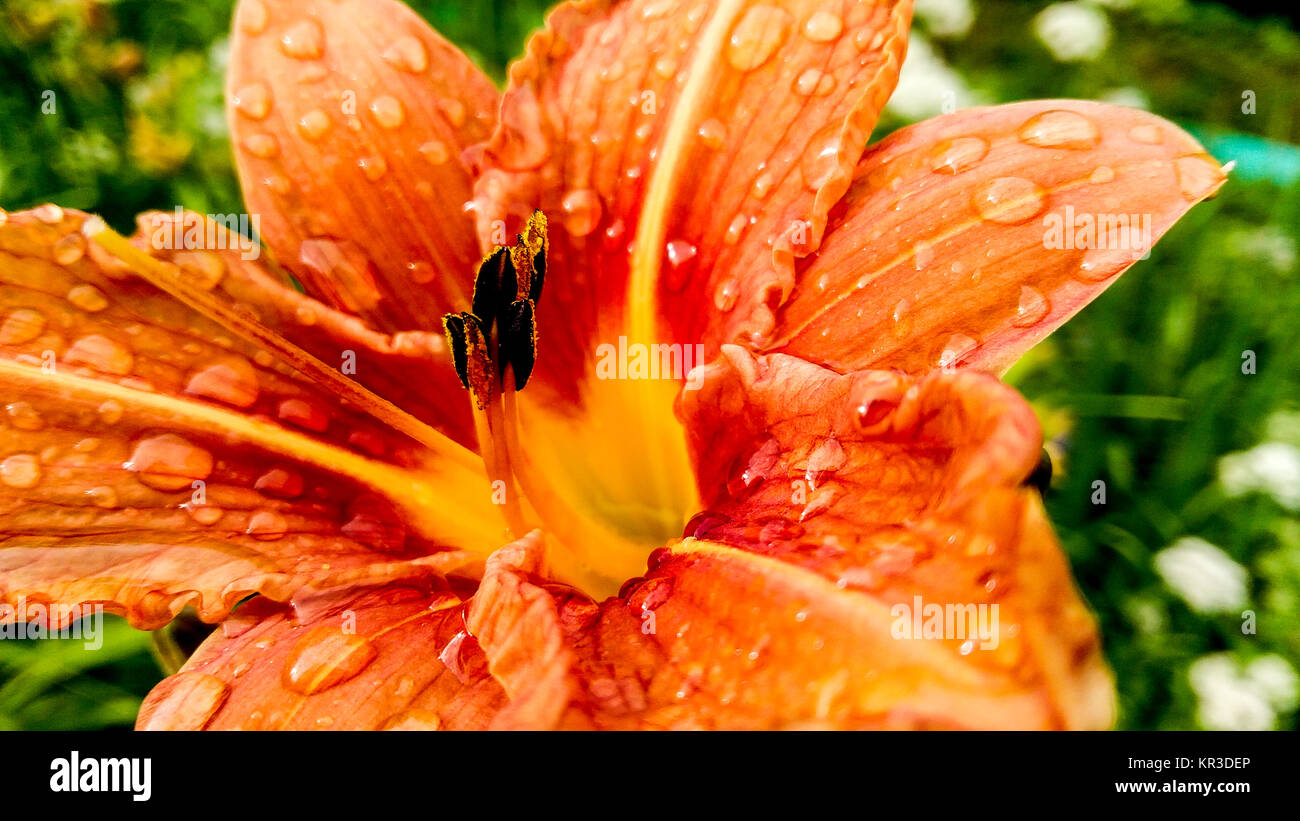 Gros plan de fleurs lys orange avec des gouttes de pluie sur les pétales Banque D'Images