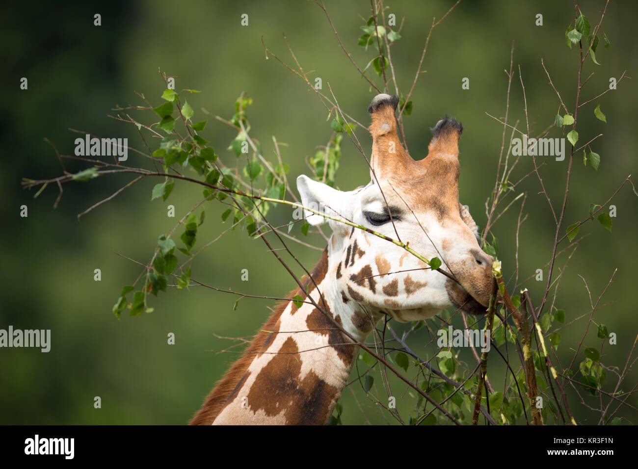 Girafe (Giraffa camelopardalis) sur fond vert Banque D'Images