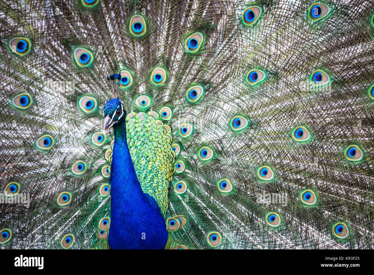 Avec des plumes de paon magnifique (Pavo cristatus) (shallow DOF (tons de couleur libre) Banque D'Images