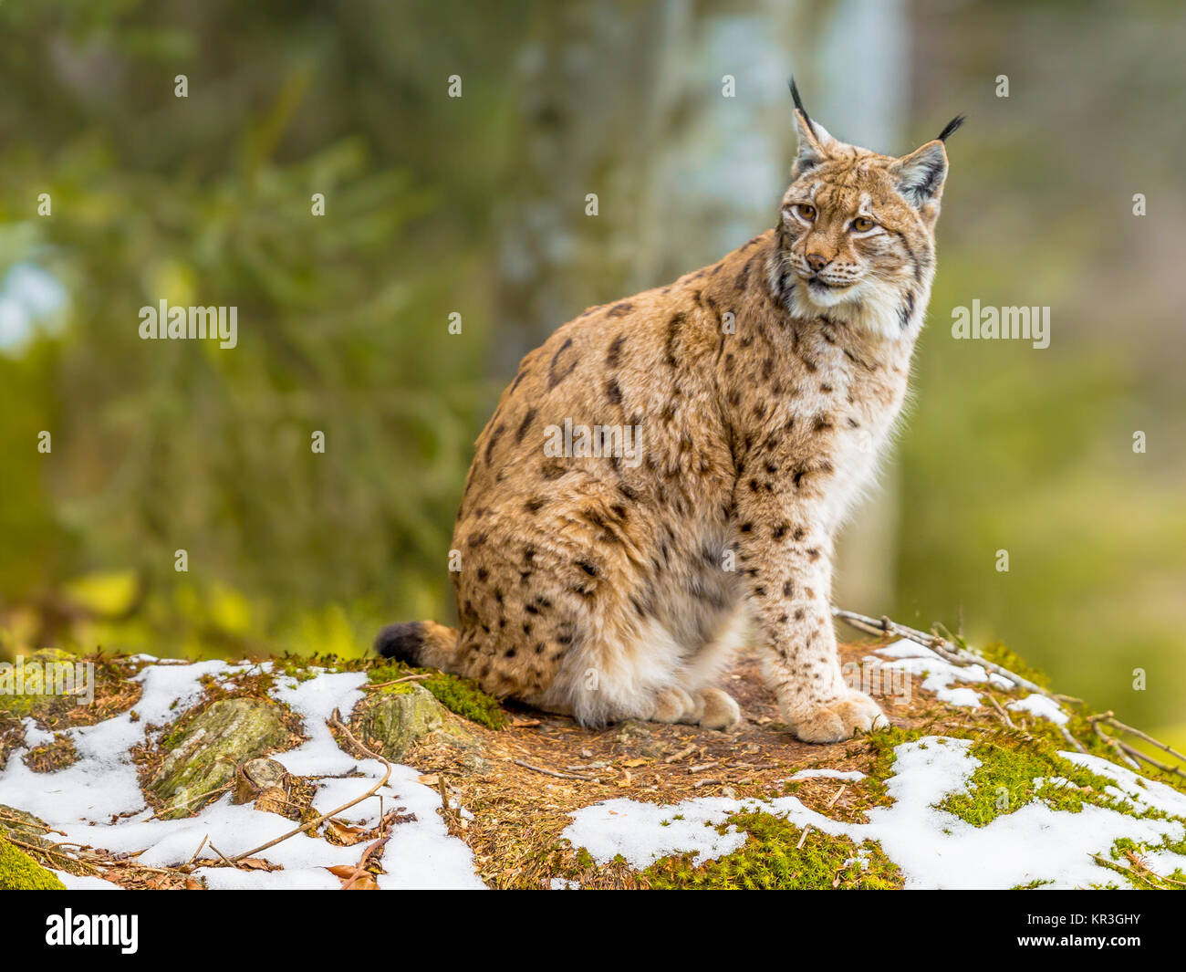 De taille moyenne, le lynx boréal (Lynx lynx) est originaire de Sibérie, du Centre, de l'Est et le Sud de l'Asie, l'Amérique du Nord, Europe centrale et orientale. Se reposant dans winte Banque D'Images