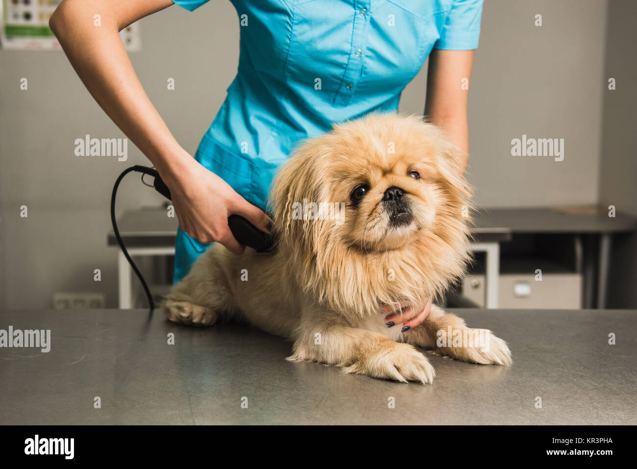 Shih-tzu femelle de décote de l'toiletteur. Toiletteur chien femelle. Petit chien se coupe. Banque D'Images