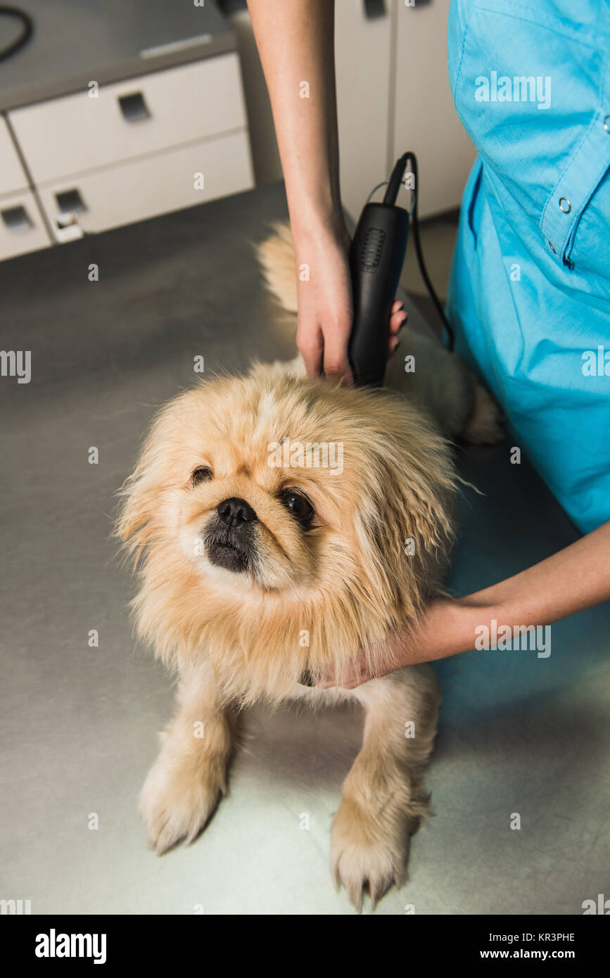 Shih-tzu se coupe. Toiletteur chien femelle. Petit chien se coupe. Banque D'Images