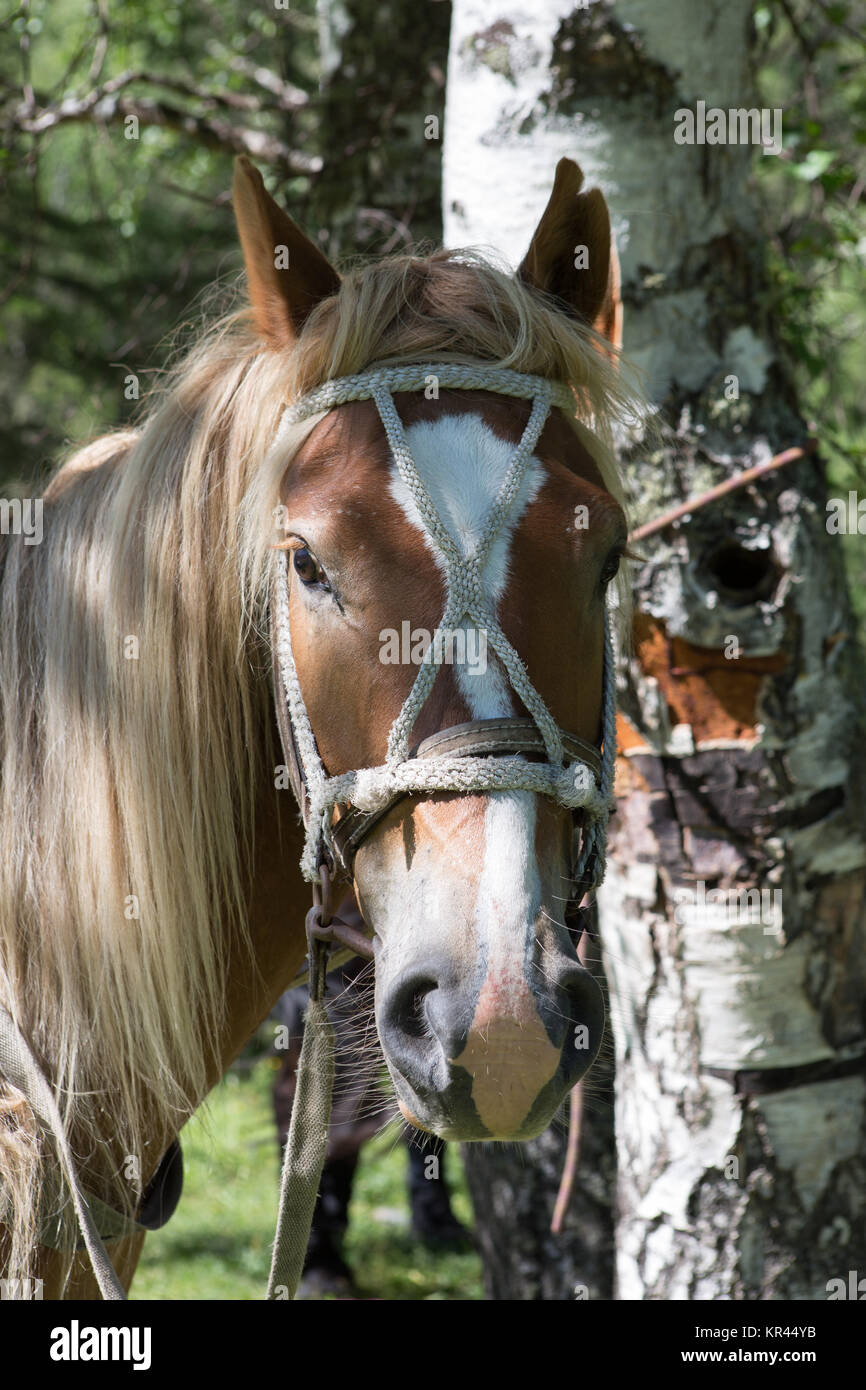 Portrait d'un beau cheval avec de longs cheveux et tache blanche sur le front Banque D'Images