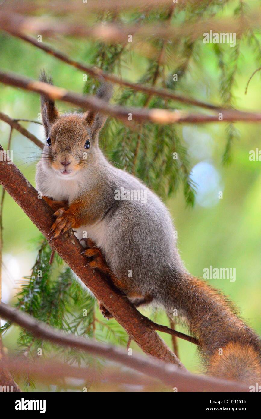 Mignon écureuil dans un arbre Banque D'Images