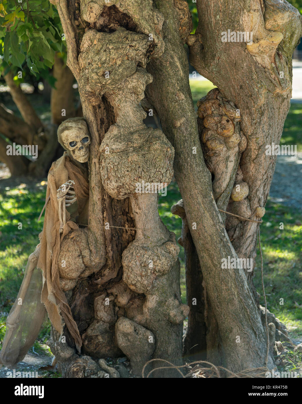 Squelette placés dans les racines des arbres pour un Halloween de Williamsburg. Banque D'Images
