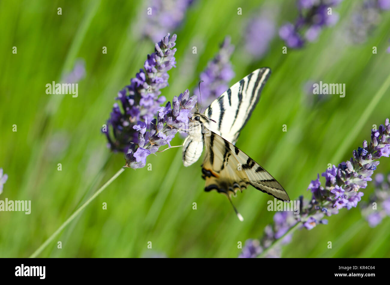 Close up d'un papillon sur un plant de lavande Banque D'Images