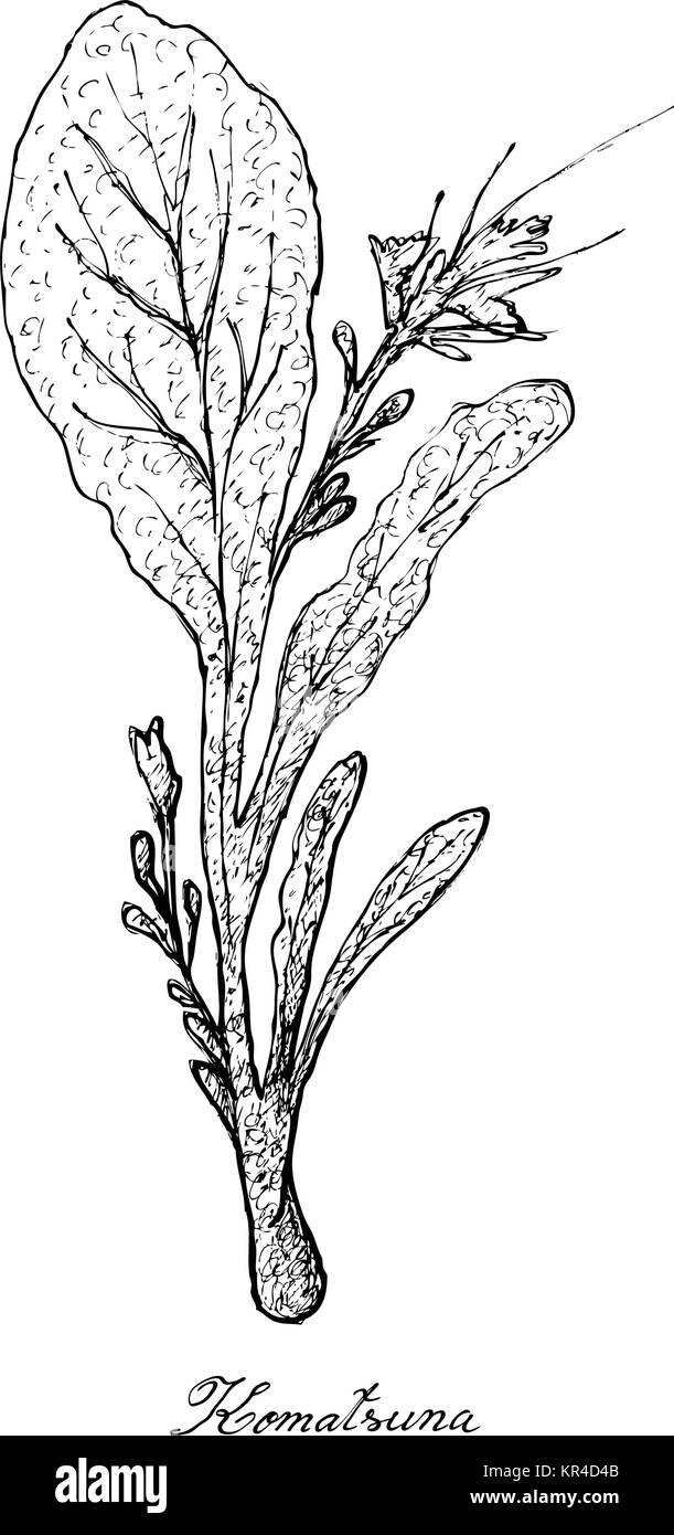 Salade de légumes, Illustration de l'esquisse dessinée à la main vert frais délicieux Komatsuna Plant isolé sur fond blanc. Illustration de Vecteur