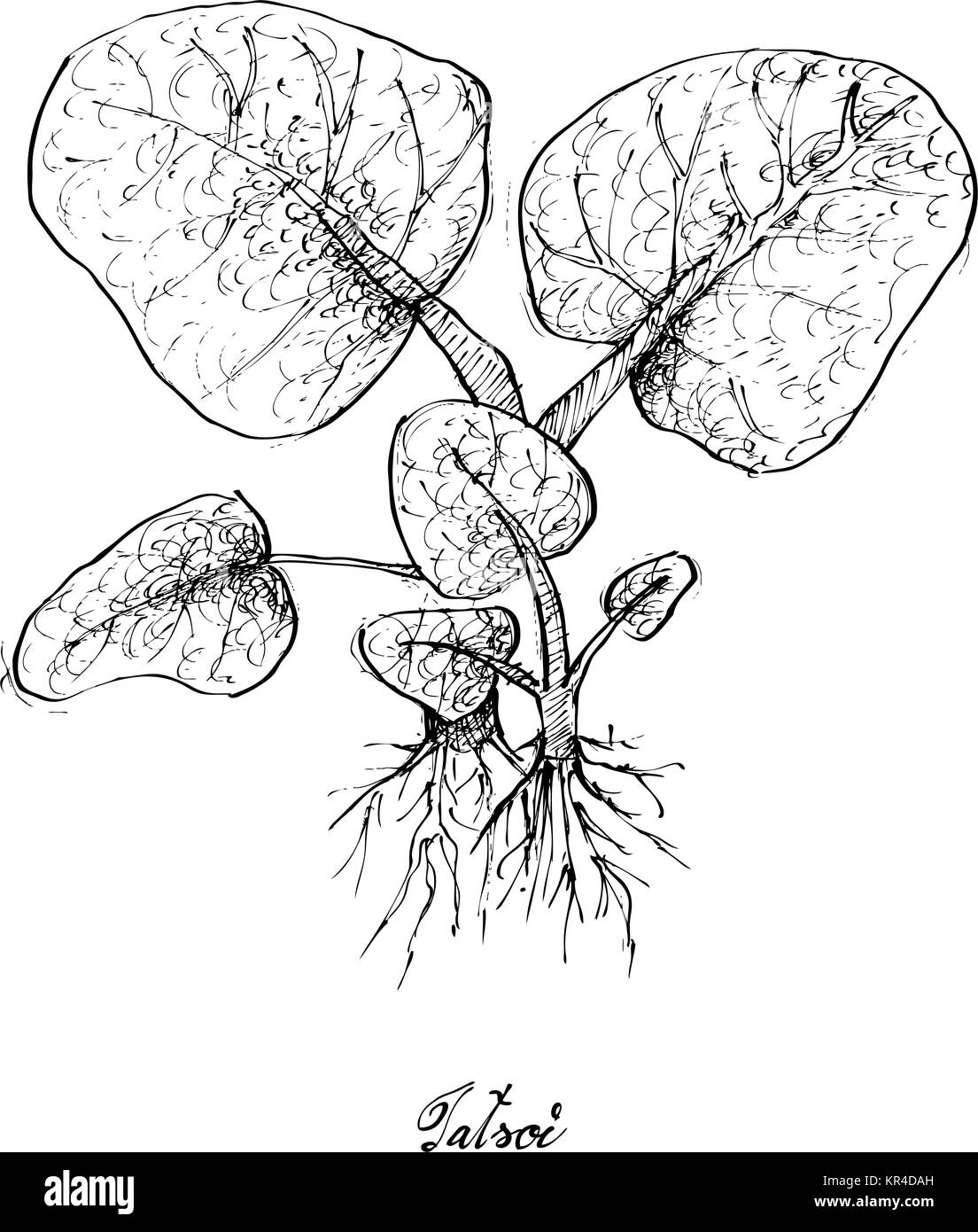 Salade de légumes, Illustration de l'esquisse dessinée à la main vert frais délicieux Tatsoi Plant isolé sur fond blanc. Illustration de Vecteur