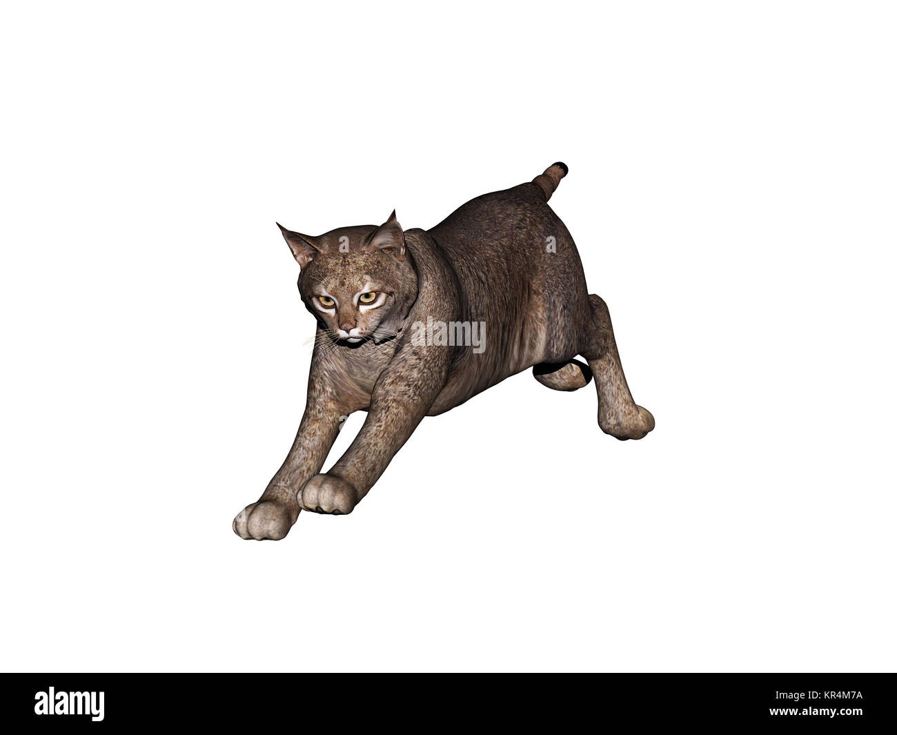 Puma ou Lux de chat prédateur exempté Photo Stock - Alamy