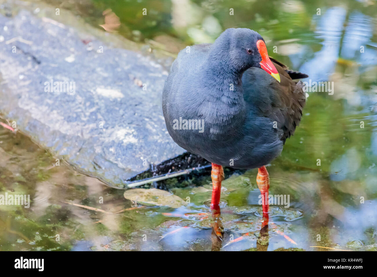 Poule d’eau sombre Banque D'Images