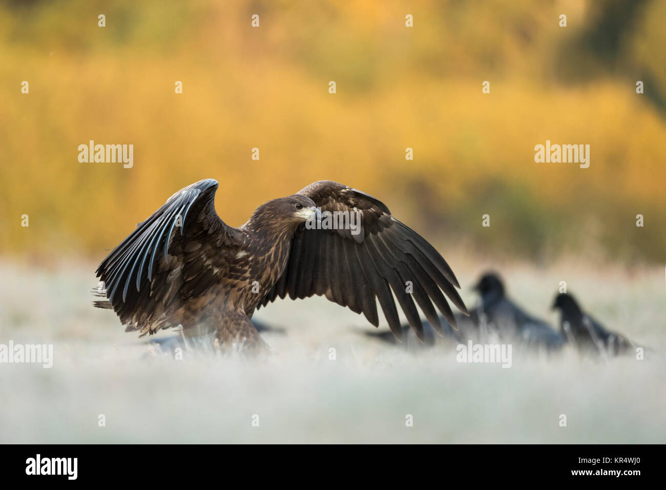 White-tailed Eagle / l'Aigle de mer ( Haliaeetus albicilla ) mineur, l'atterrissage sur la glace d'un pré, ailes ouvertes, tôt le matin, la lumière, la faune, l'Europe. Banque D'Images