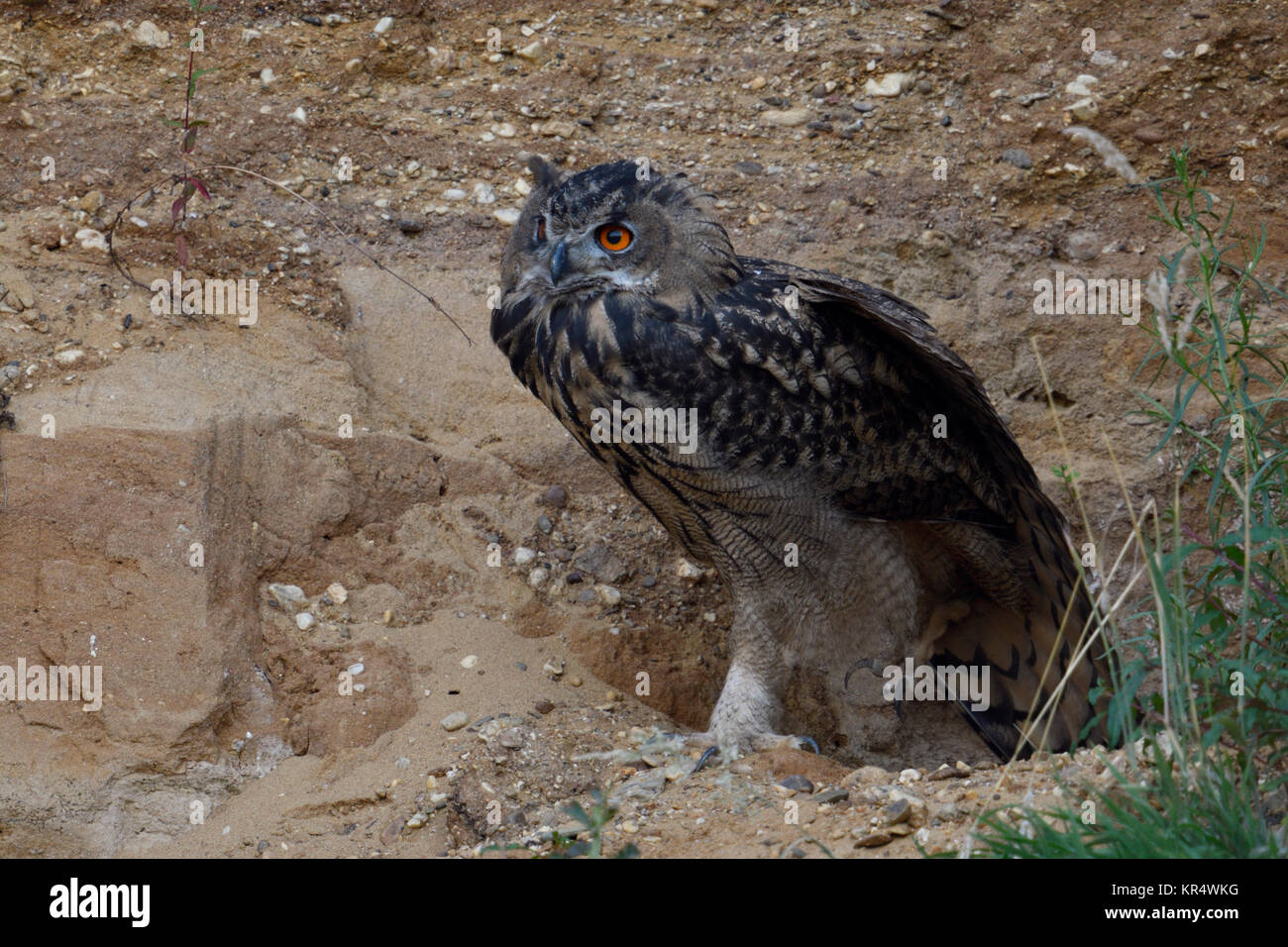Grand / Owl Bubo bubo Europaeischer Uhu ( ), grandi, s'étirant son corps et ailes, devenir actifs au crépuscule, de la faune, de l'Europe. Banque D'Images