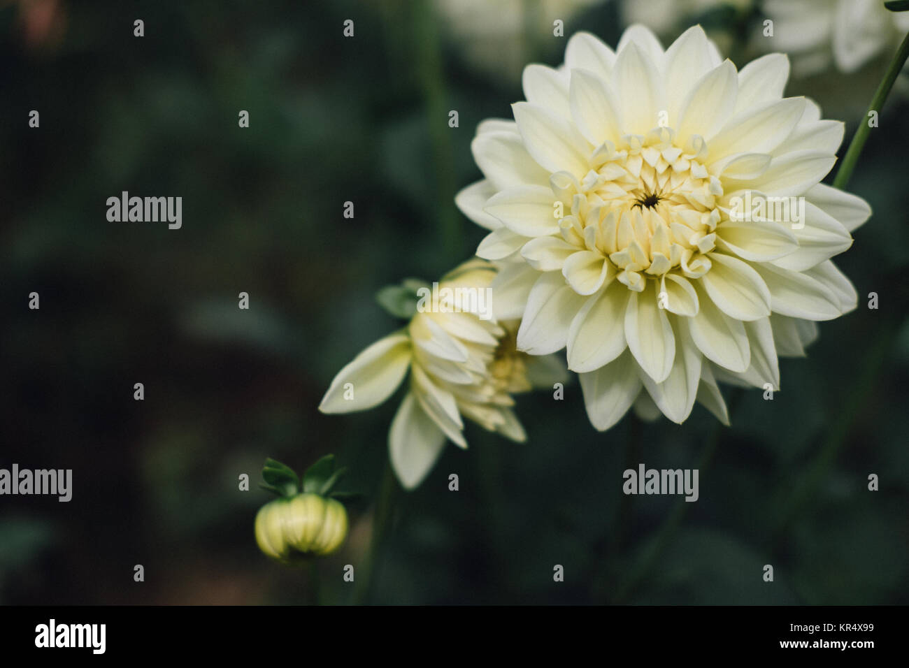 Fleur dahlia blanc en flore. Jardin. blooming blossom en été. Banque D'Images