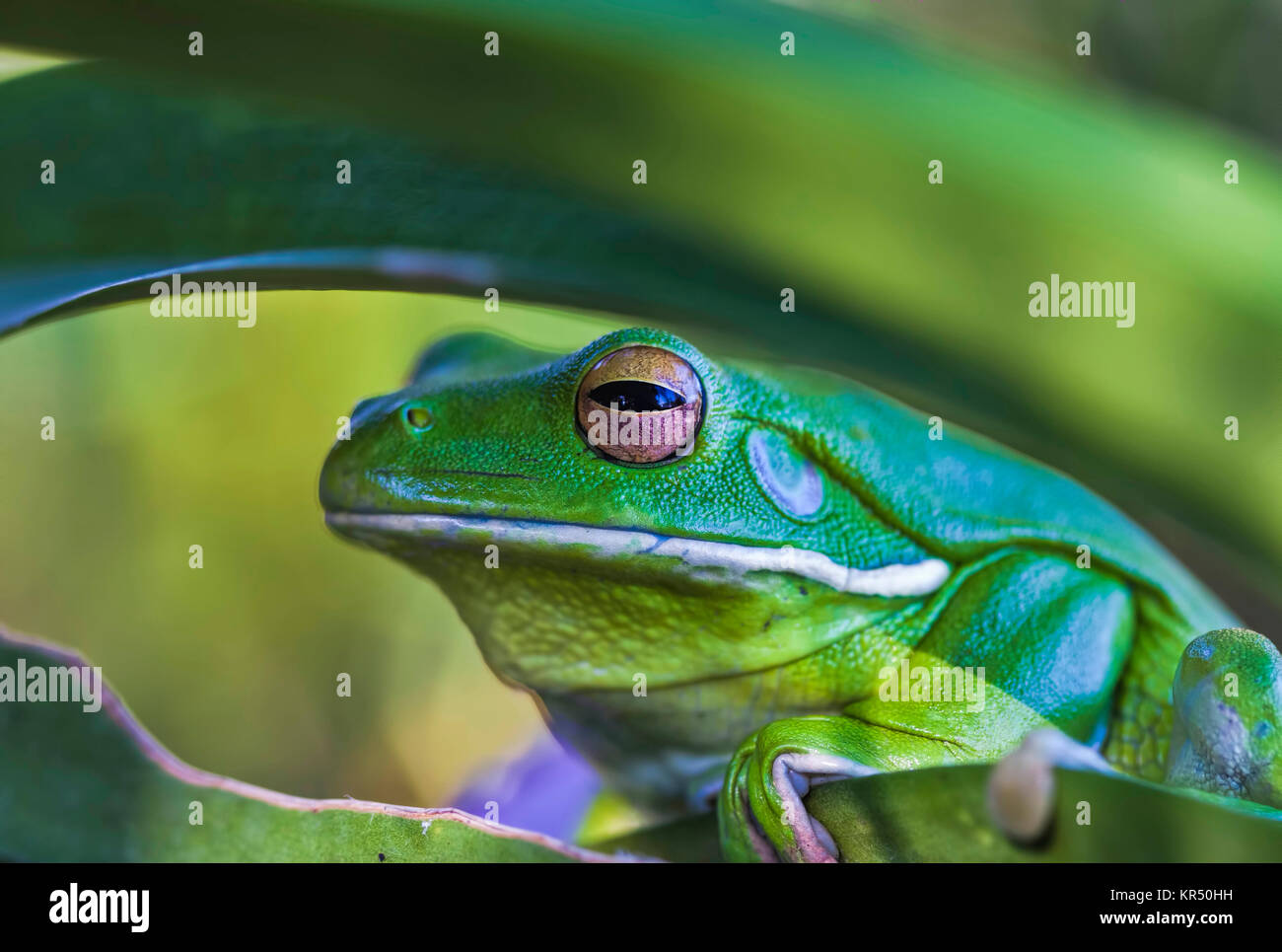 Gros plan d'une grenouille verte tropicale Banque D'Images