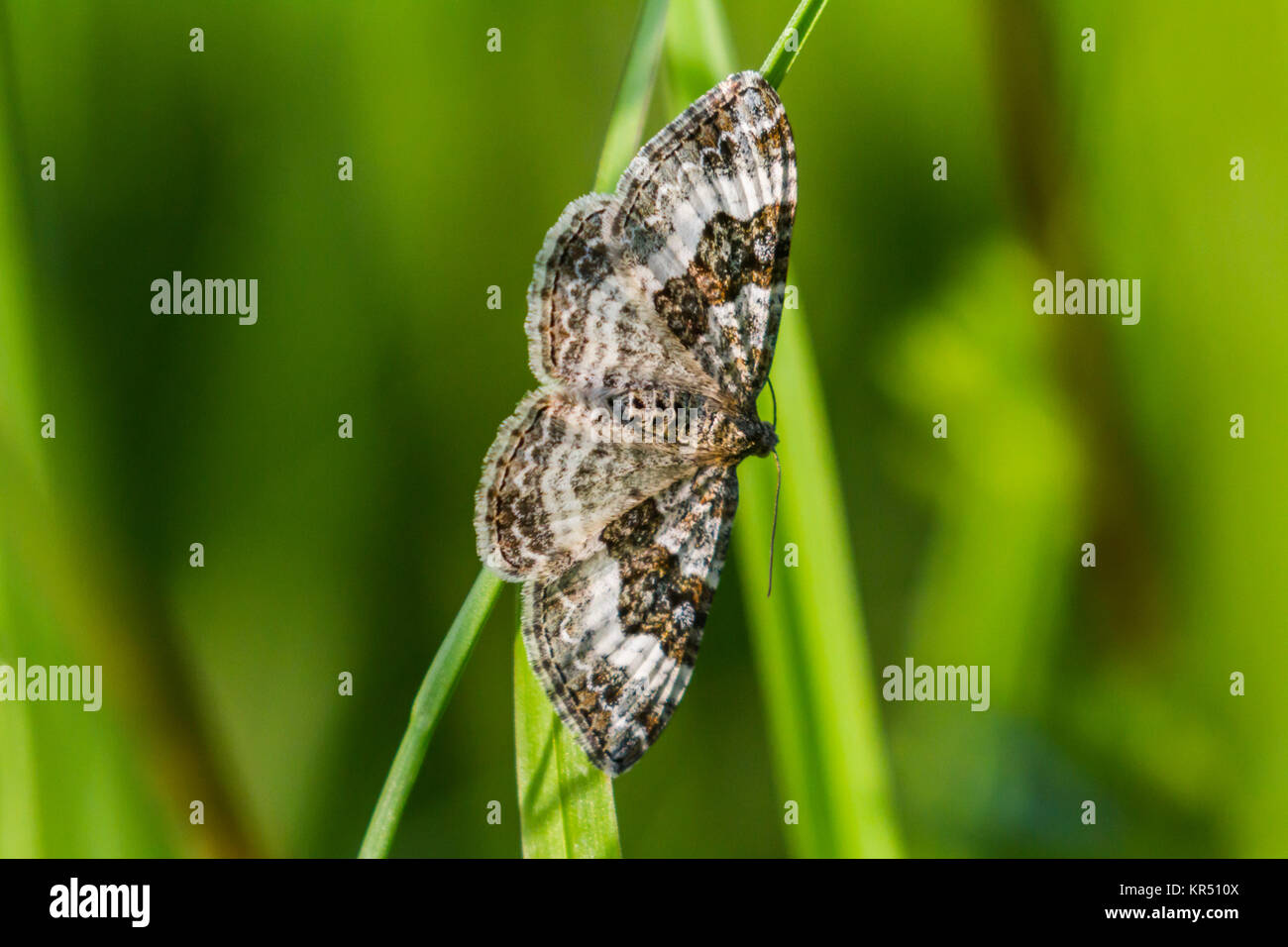 Gray-labkrautspanner bagués (epirrhoe alternata) Banque D'Images