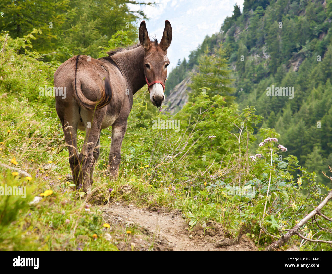 Donkey on Alpes Italiennes Banque D'Images