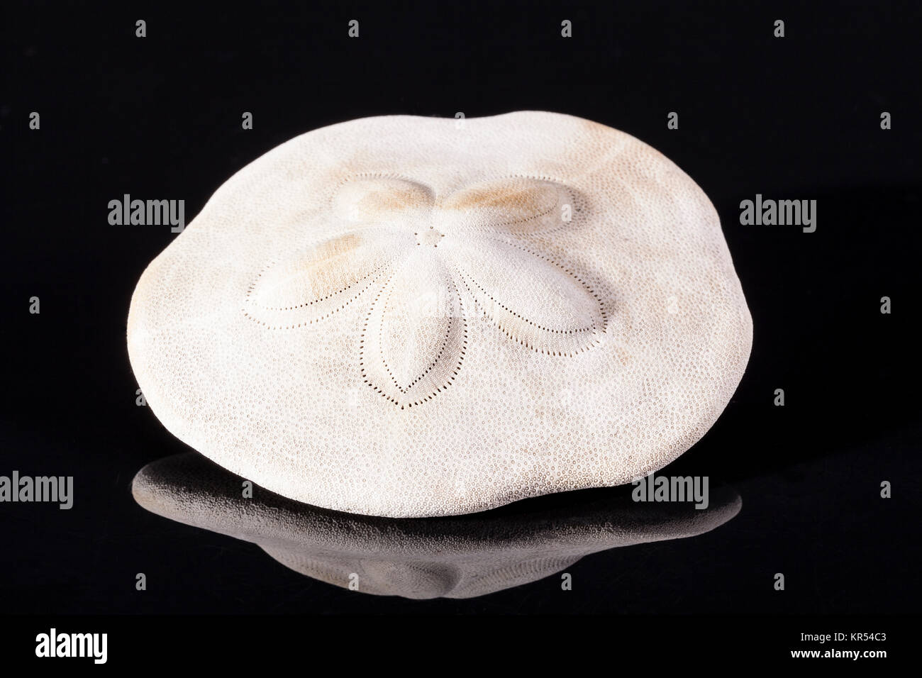 Coquille d'oursin de mer isolé sur fond blanc Photo Stock Alamy — free download