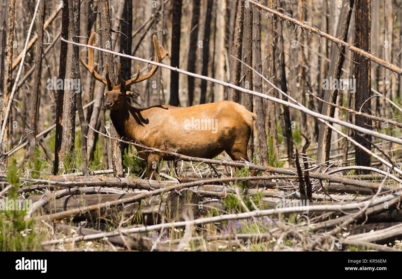Grande Faune de l'Ouest par les wapitis du parc national de Yellowstone Banque D'Images