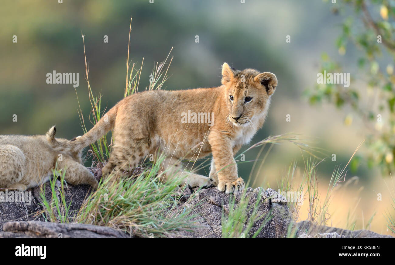 L'African Lion cub, (Panthera leo), parc national du Kenya, Afrique Banque D'Images