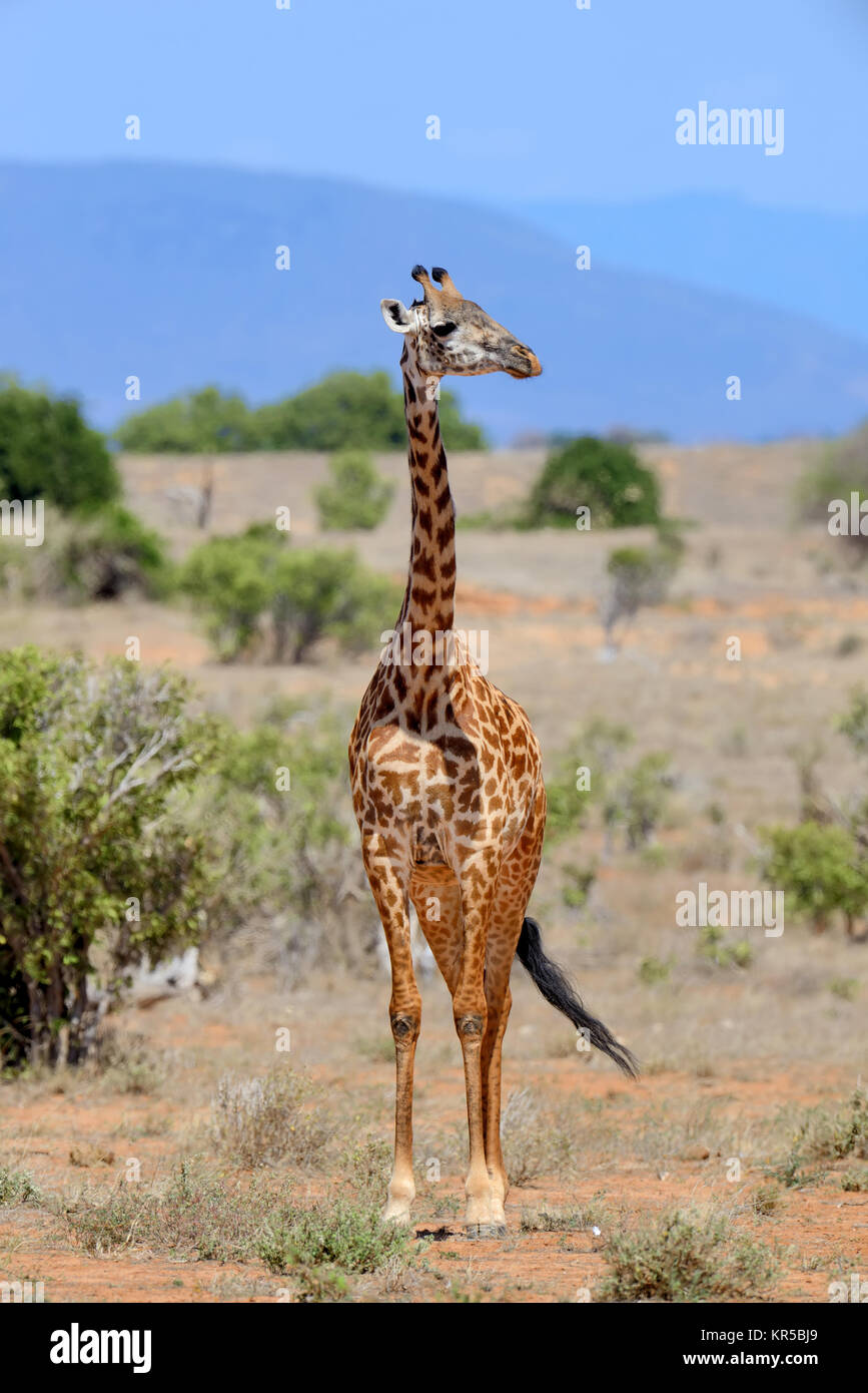 Sur savannah girafe au parc national de l'Afrique Banque D'Images