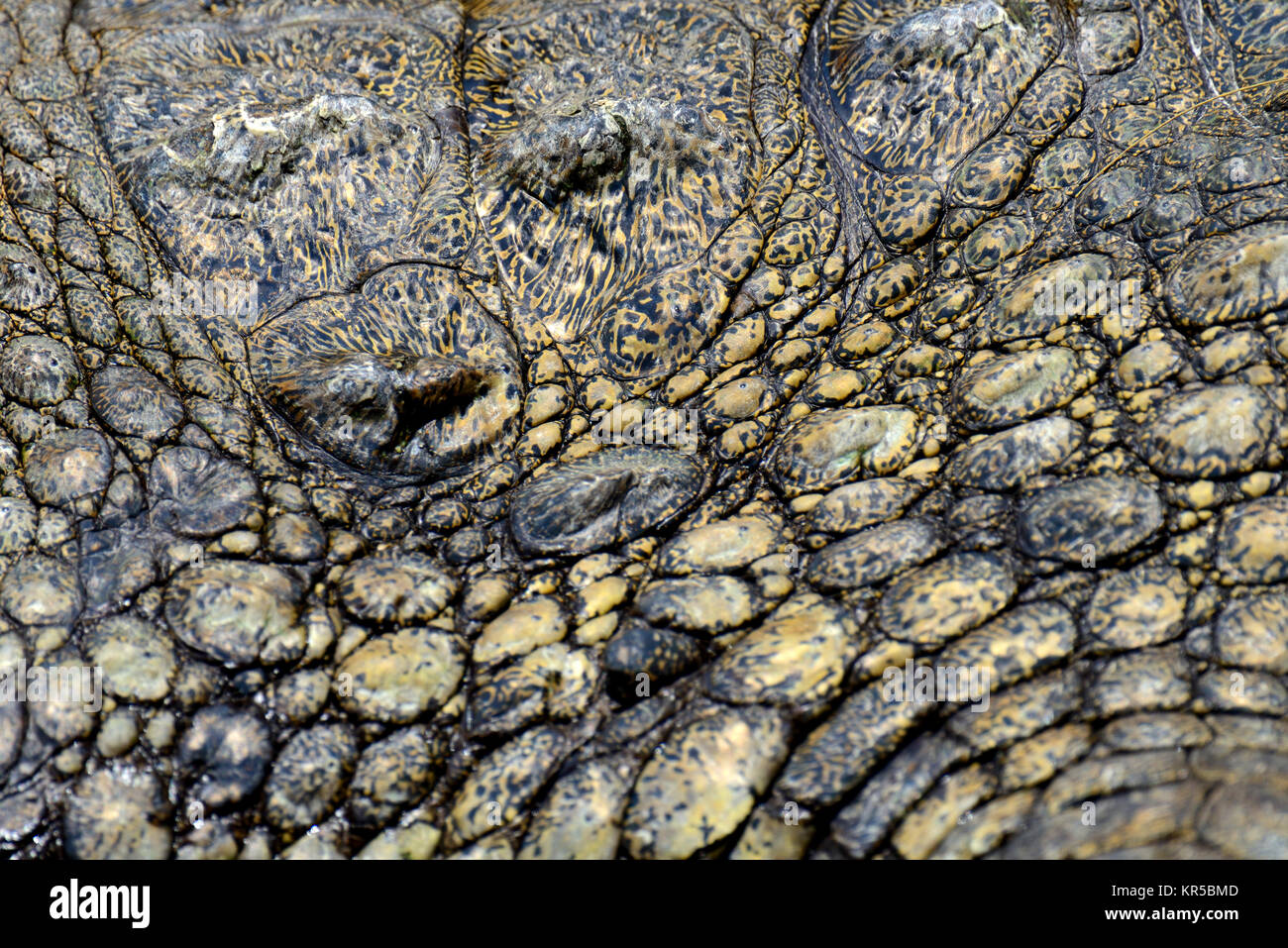 La texture de la peau de crocodile. Tourné en Afrique du Sud Banque D'Images