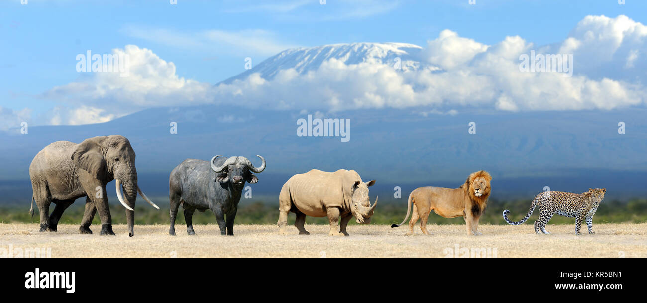 Big Five Afrique - Lion, Éléphant, Léopard, rhinocéros et Buffle Banque D'Images