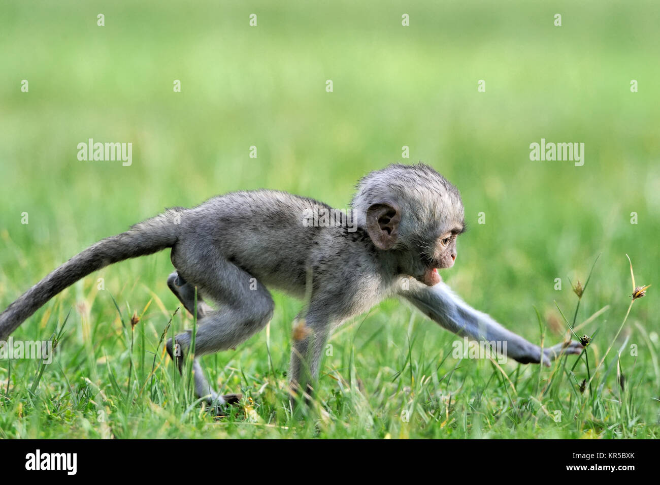 Les singes vervet bébé dans le parc national. Le Kenya, l'Afrique Banque D'Images