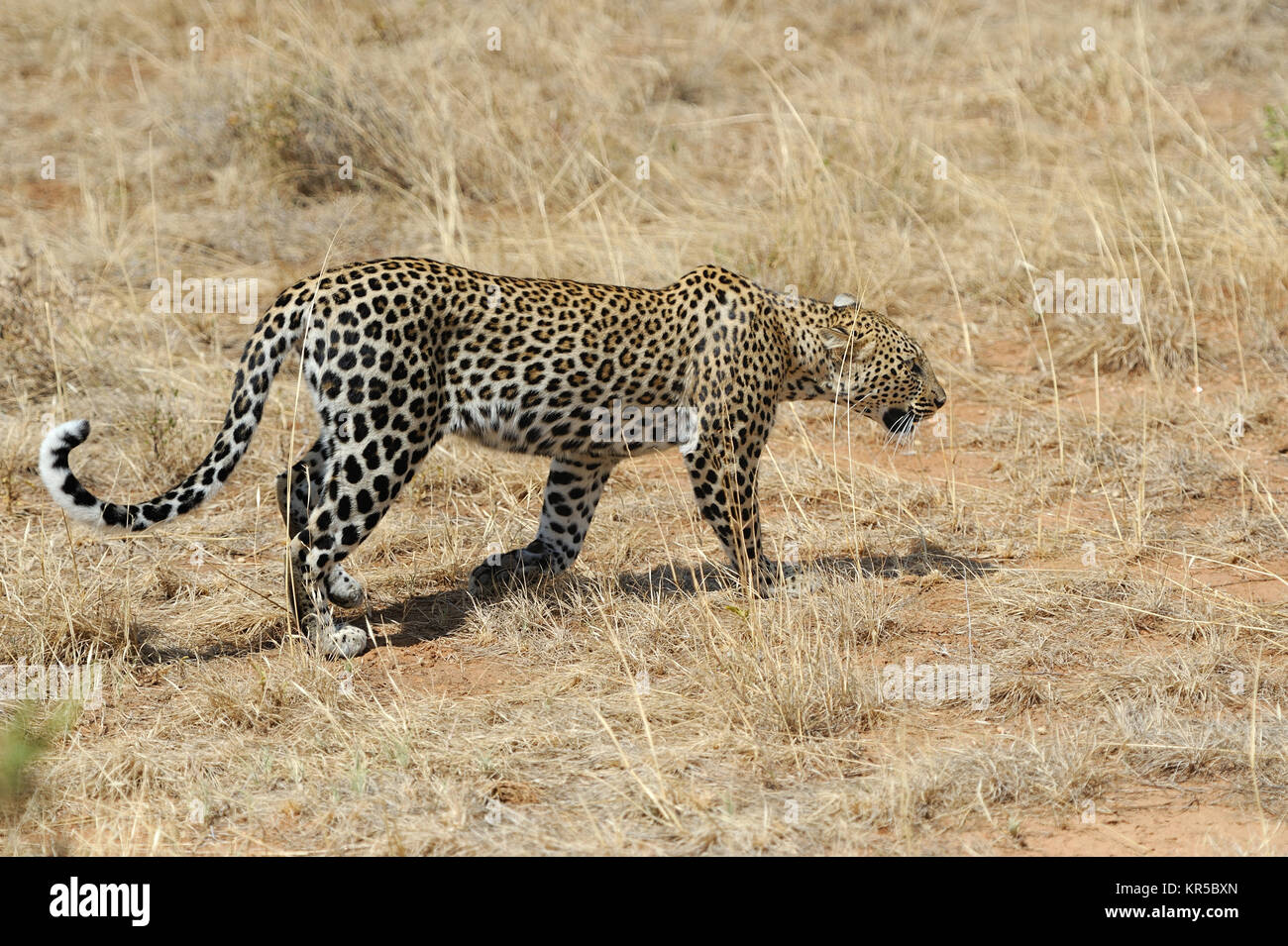 Leopard à l'état sauvage. Parc national du Kenya Banque D'Images