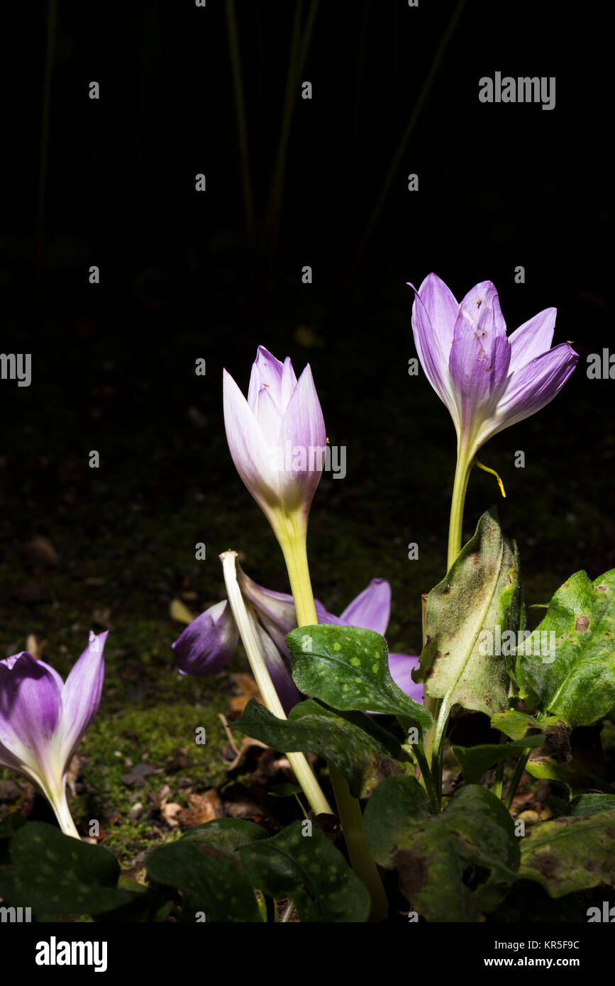 Crocus d'automne Banque D'Images