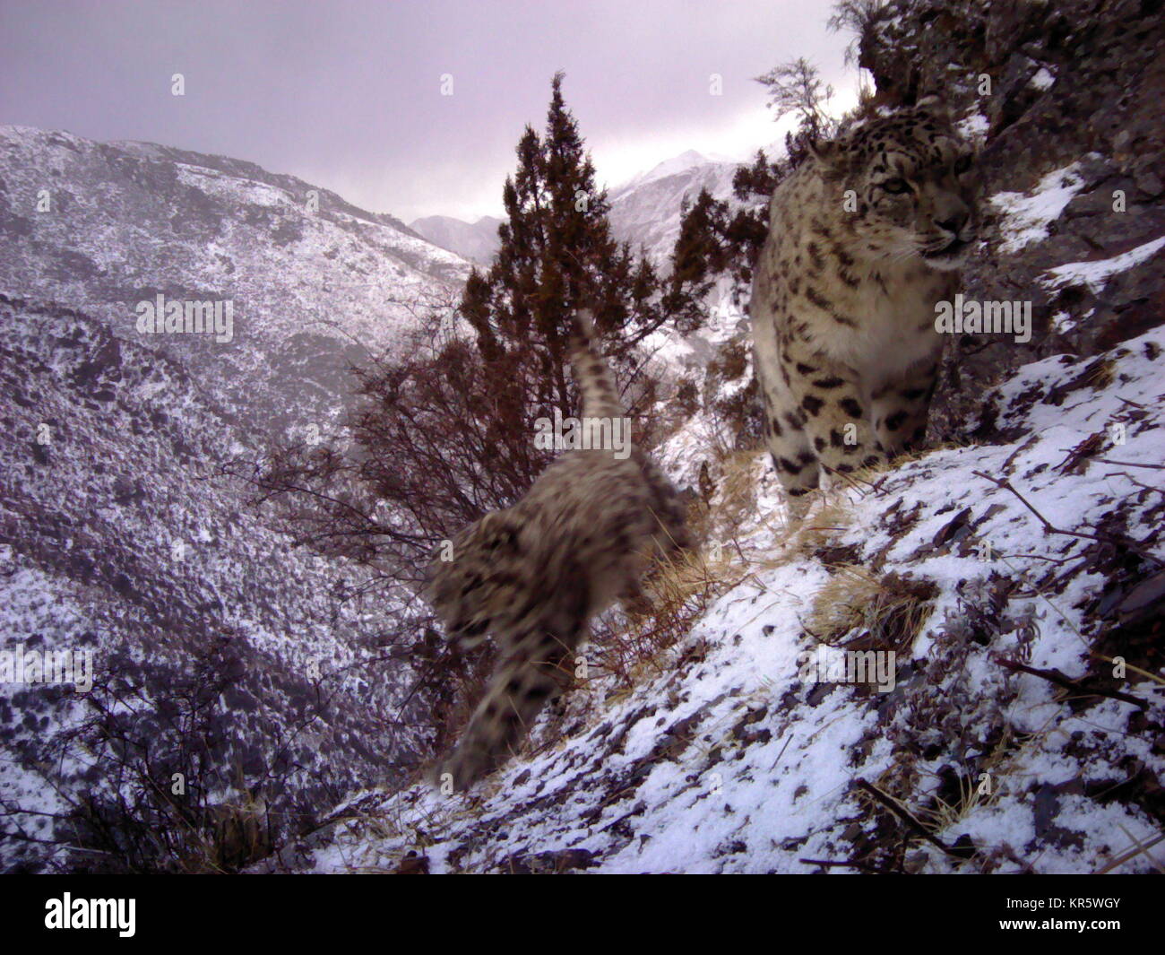 Snow leopards baby Banque de photographies et d'images à haute résolution -  Alamy