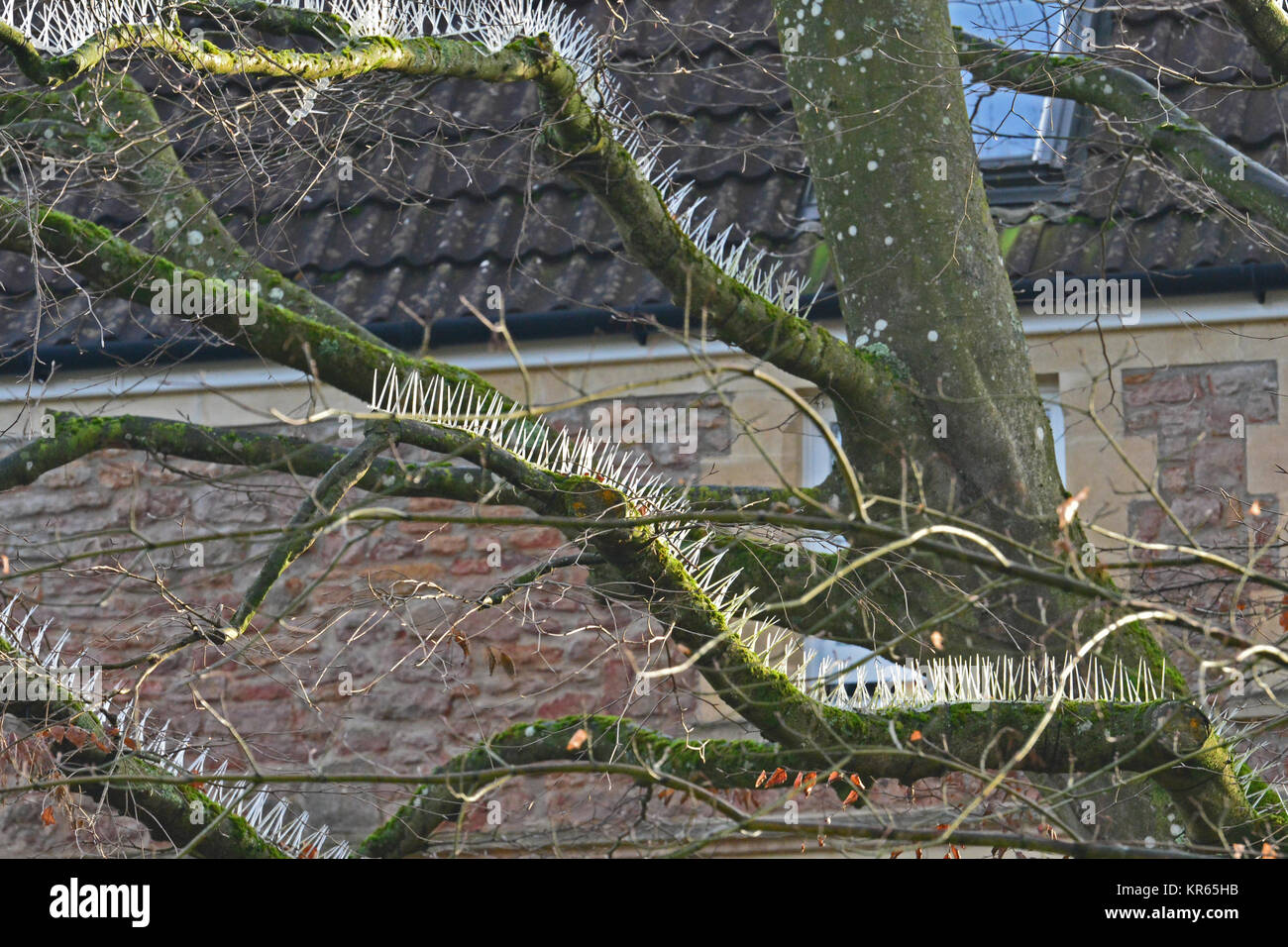 Bristol, Royaume-Uni. 19 Décembre, 2017. POO indignation . Anti-Bird crampons montés sur des arbres pour protéger des voitures dans le jardin d'Essendene House et Heathfield House. Robert Timoney/Alamy/Live/News Banque D'Images