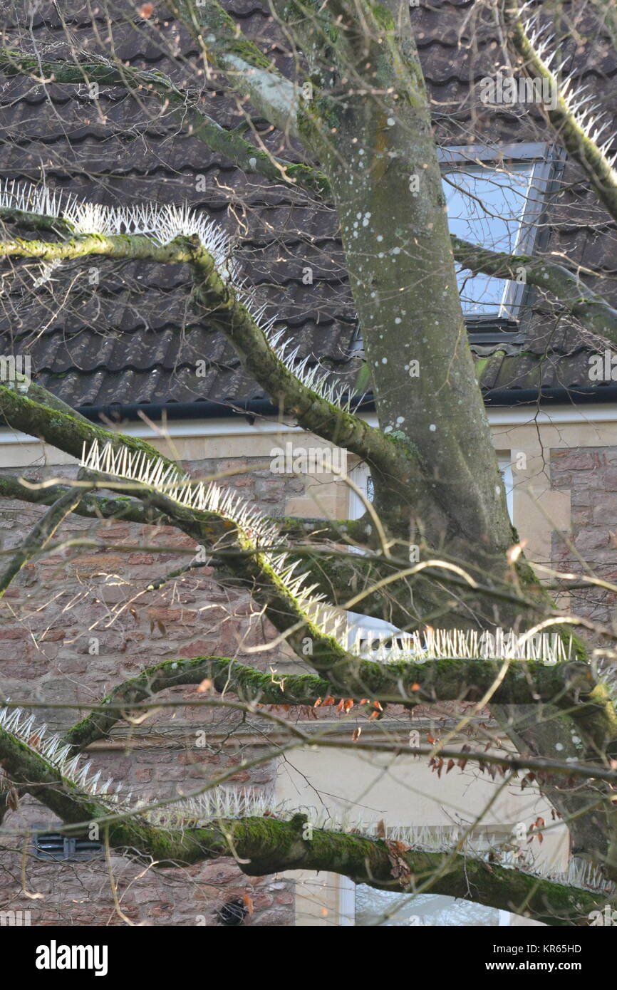 Bristol, Royaume-Uni. 19 Décembre, 2017. POO indignation . Anti-Bird crampons montés sur des arbres pour protéger des voitures dans le jardin d'Essendene House et Heathfield House. Robert Timoney/Alamy/Live/News Banque D'Images