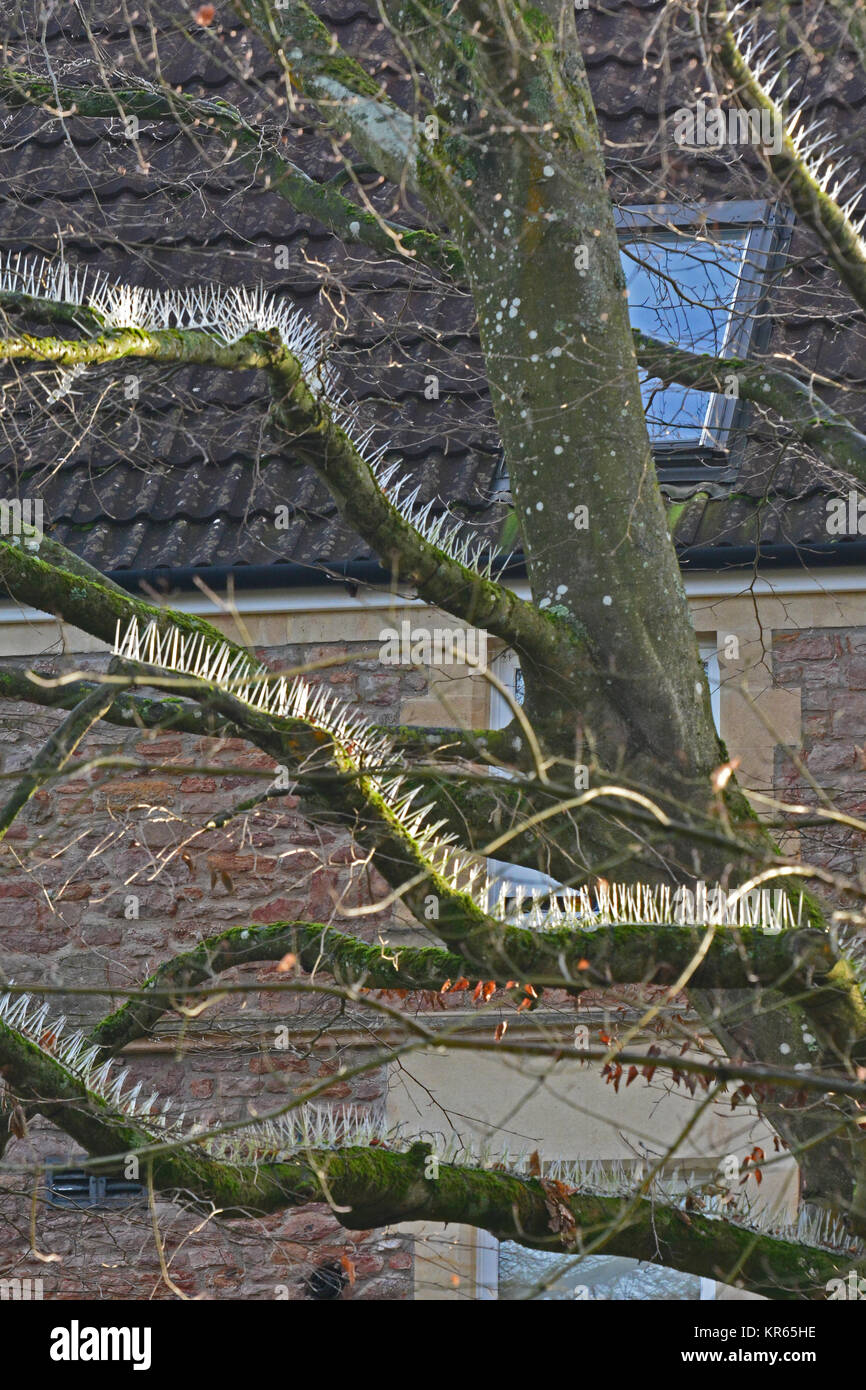 Bristol, Royaume-Uni. 19 Décembre, 2017. POO indignation . Anti-Bird crampons montés sur des arbres pour protéger des voitures dans le jardin d'Essendene House et Heathfield House. Robert Timoney/Alamy/Live/News Banque D'Images