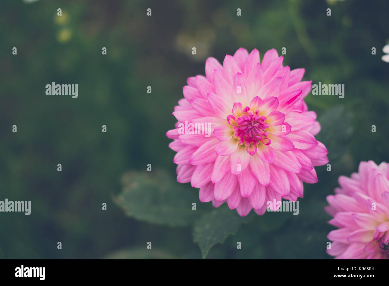 Dahlia fleur. rose flore jardin en fleur fleurs. en été. Banque D'Images