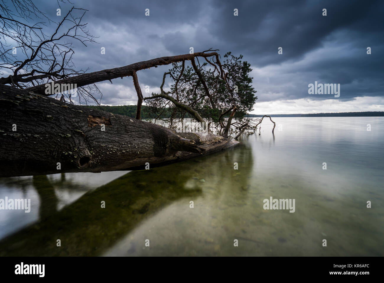 Reflet de beaux,nuages sombres dans un lac avec des arbres tombés sur la rive Banque D'Images