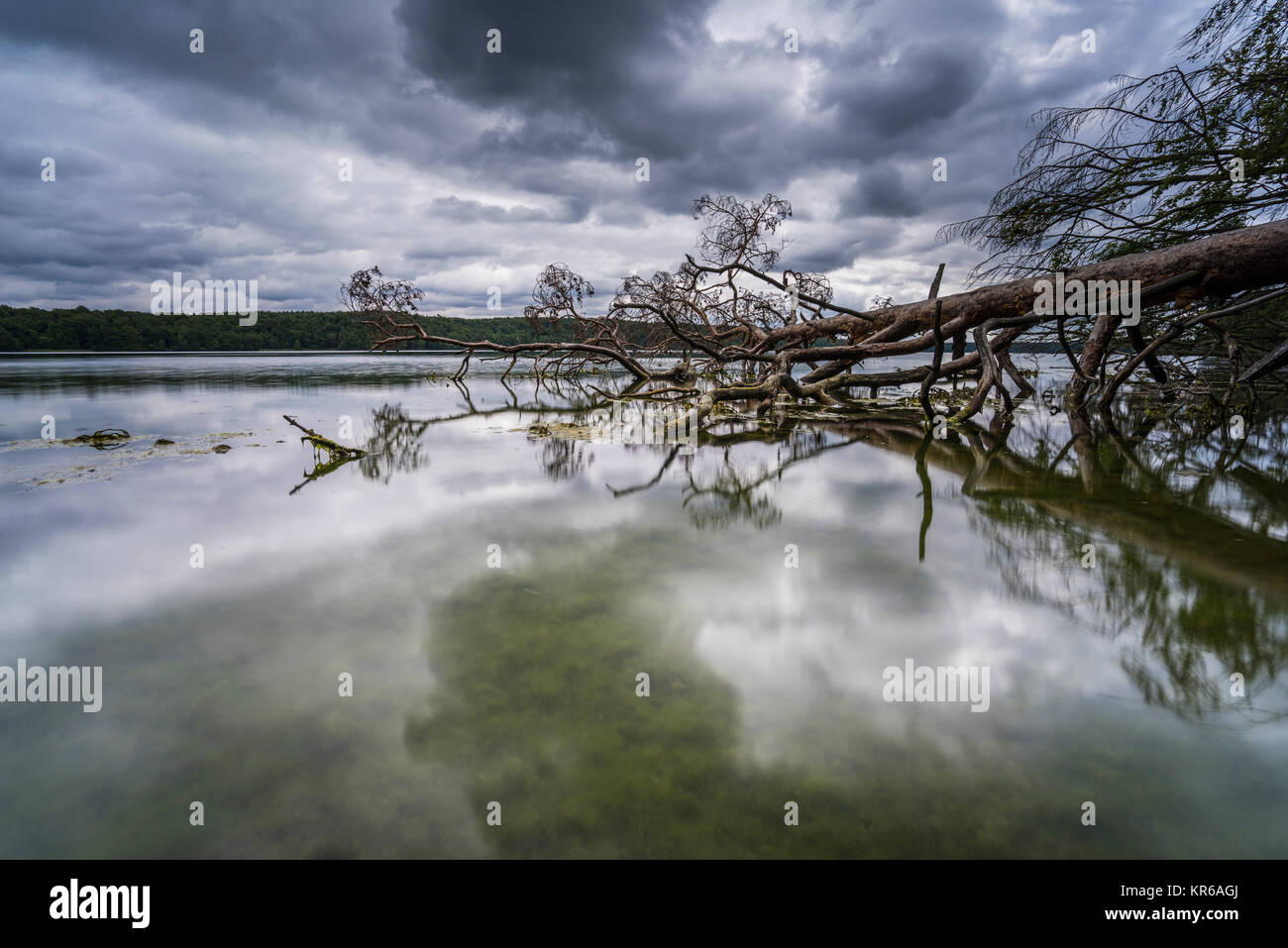 Umgestürzte Bäume im Wasser am Regenwolken,voir, Spiegelung der dunklen Wolken im Wasser, Klares Wasser im Sommer und Algen unter Wasser, Ins Wasser rankende Bäume und deren Spiegelung Banque D'Images