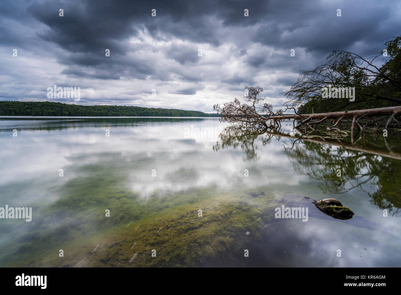 Umgestürzte Bäume im Wasser am Regenwolken,voir, Spiegelung der dunklen Wolken im Wasser, Klares Wasser im Sommer und Algen unter Wasser, Ins Wasser rankende Bäume und deren Spiegelung Banque D'Images