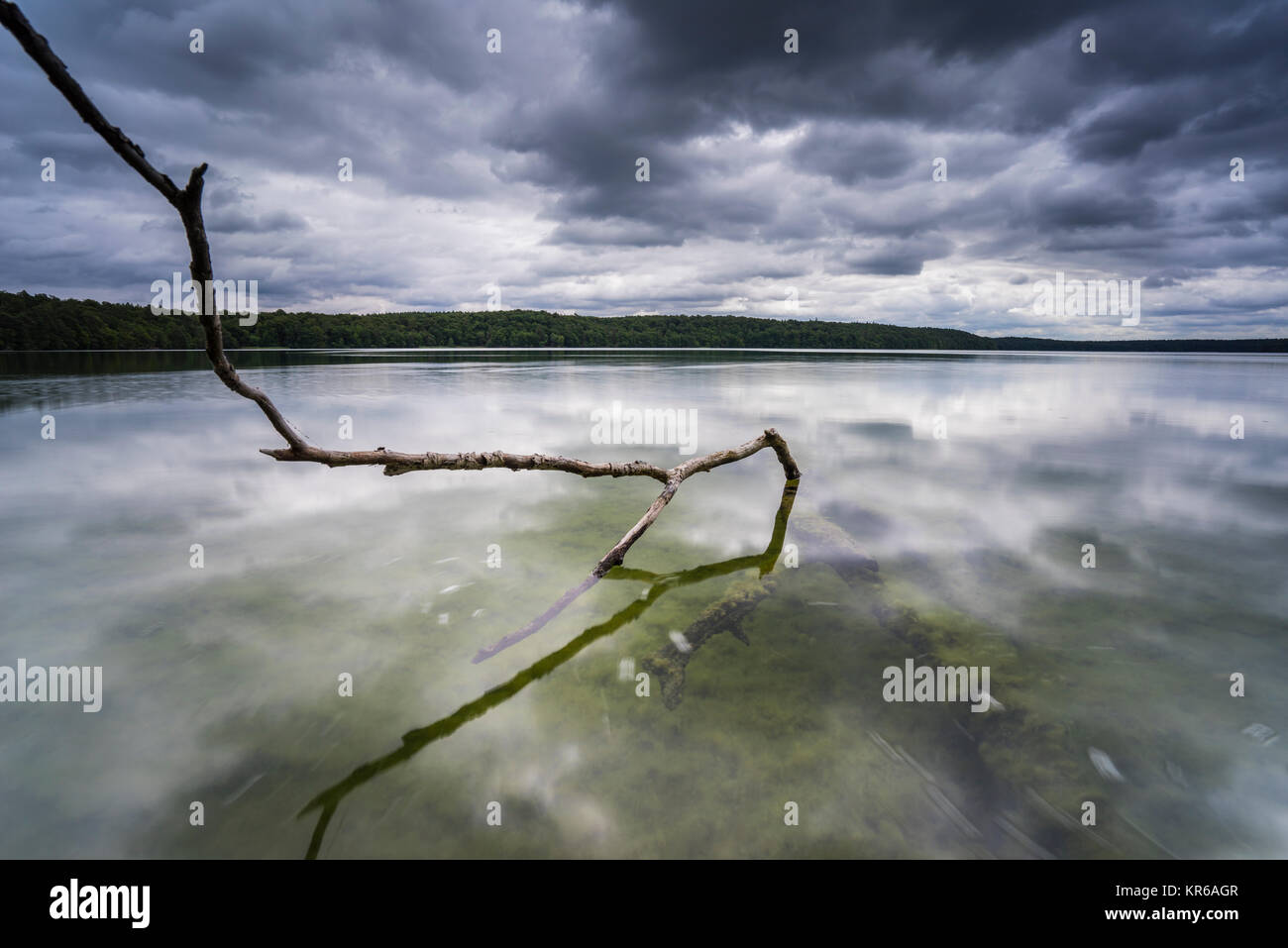 Umgestürzte Bäume im Wasser am Regenwolken,voir, Spiegelung der dunklen Wolken im Wasser, Klares Wasser im Sommer und Algen unter Wasser, Ins Wasser rankende Bäume und deren Spiegelung Banque D'Images