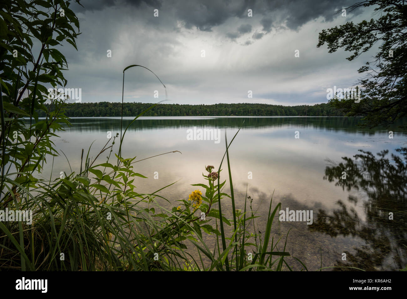 Umgestürzte Bäume im Wasser am Regenwolken,voir, Spiegelung der dunklen Wolken im Wasser, Klares Wasser im Sommer und Algen unter Wasser, Ins Wasser rankende Bäume und deren Spiegelung Banque D'Images