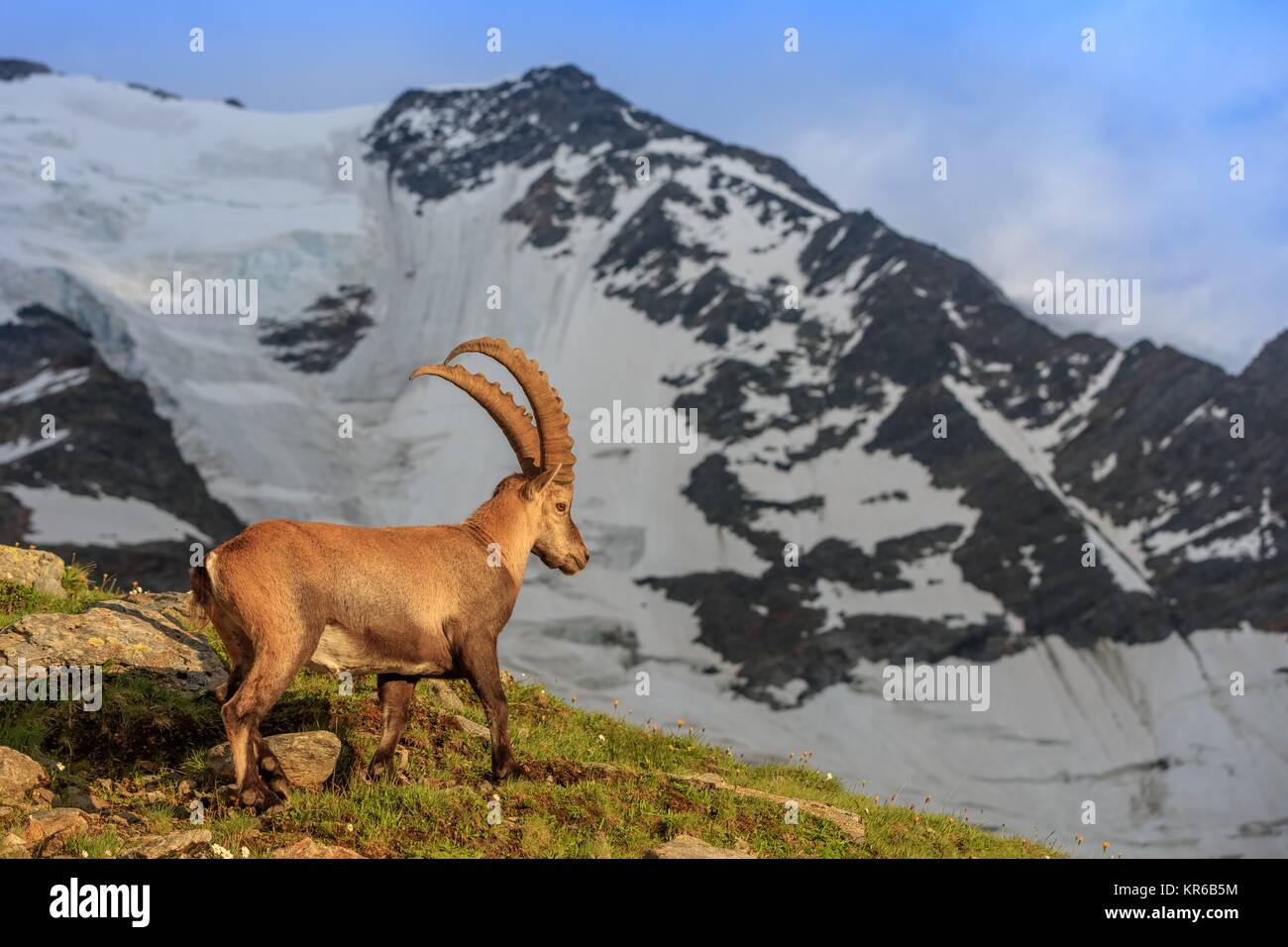 Bouquetin , Gamme de Mont-Blanc , Alpes Banque D'Images