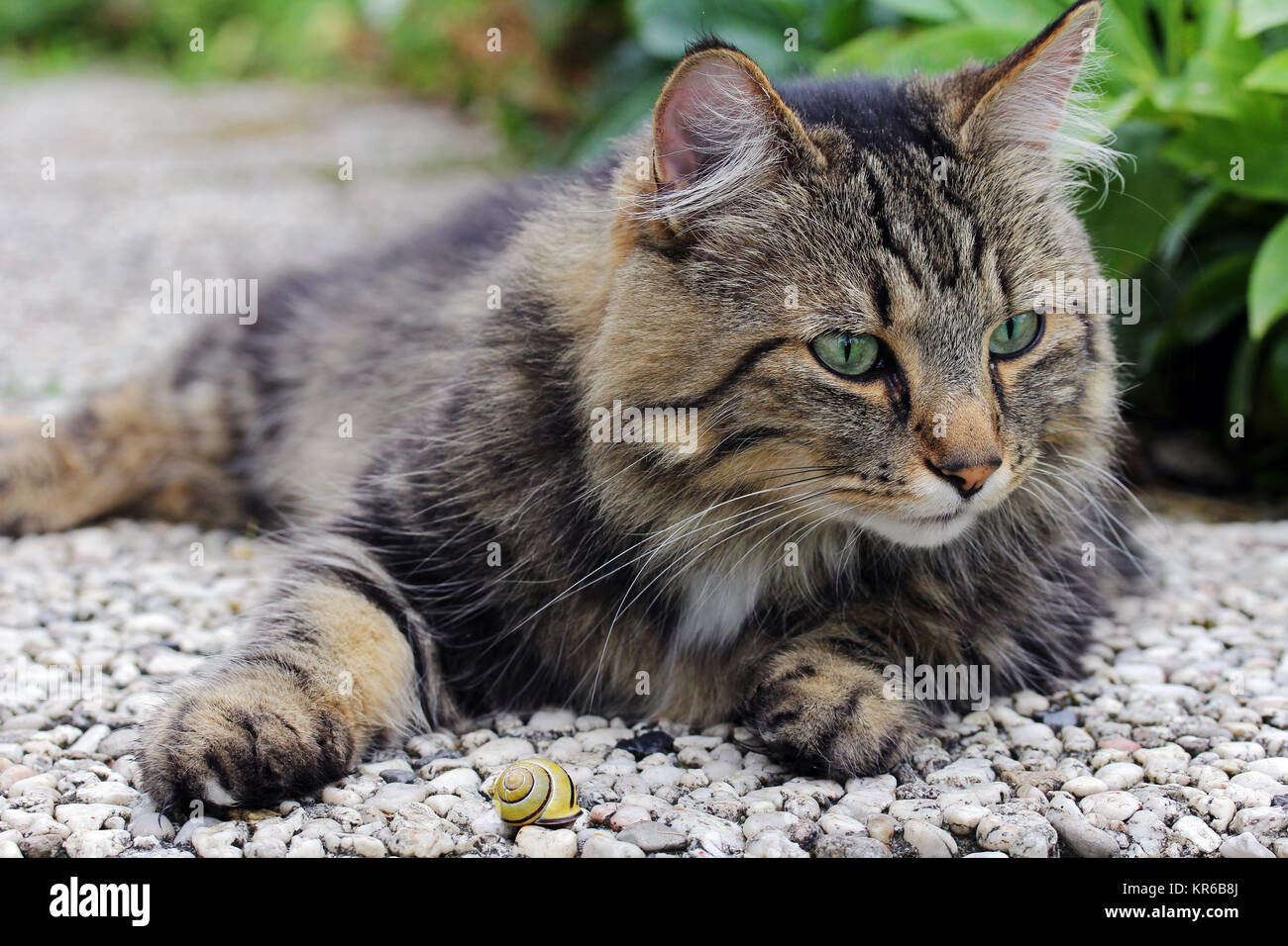 Un chat des forêts norvégiennes de détente sur le sol et jouer avec un ver Banque D'Images