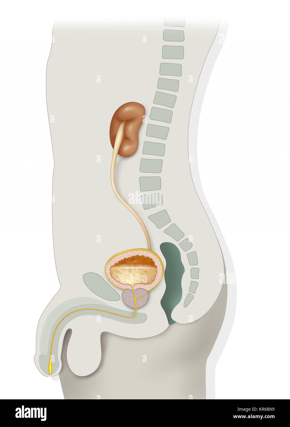 Système urinaire, ILLUSTRATION Banque D'Images