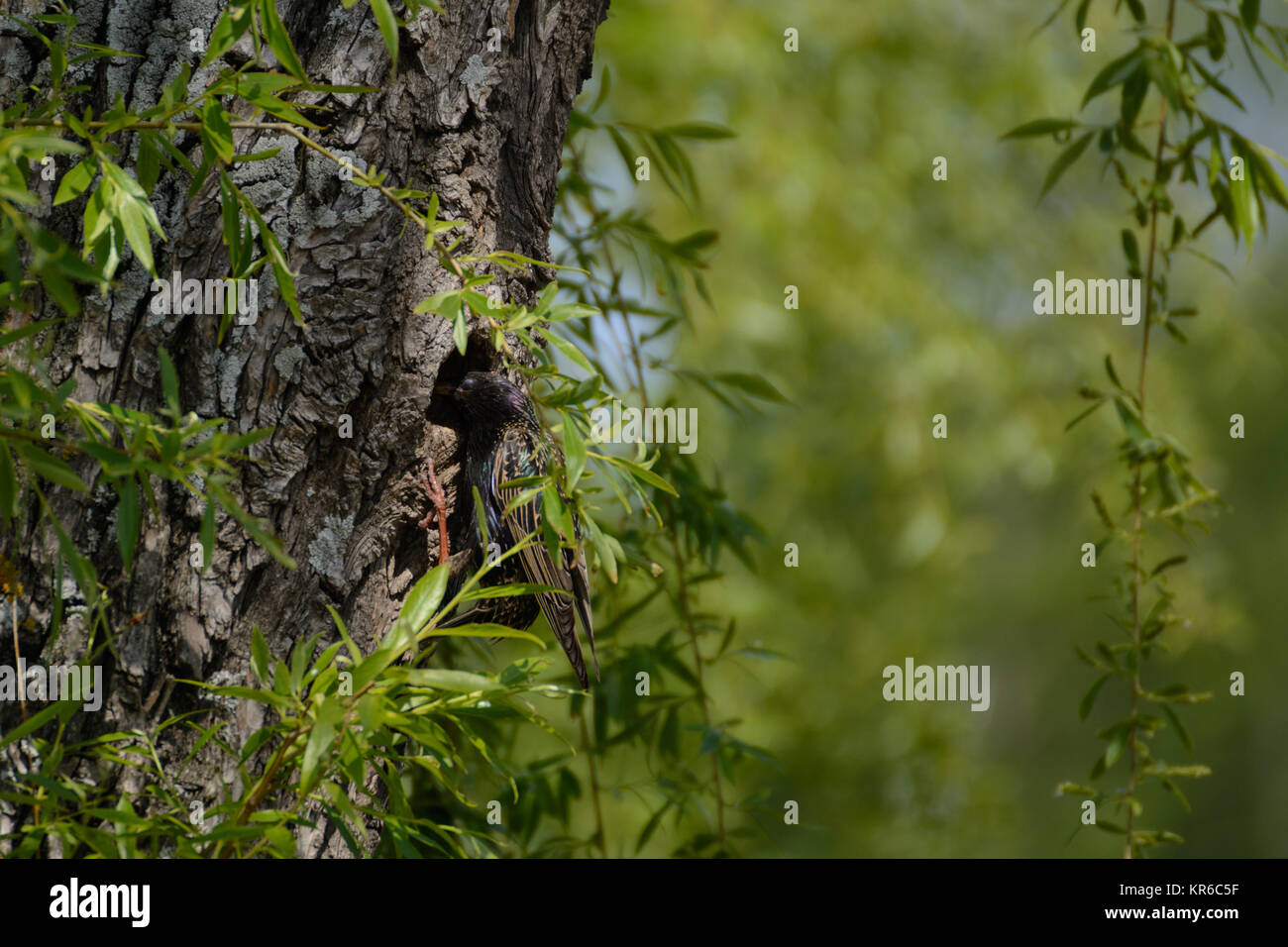 Starling oiseaux chanteurs dans son nid d'arbres Banque D'Images
