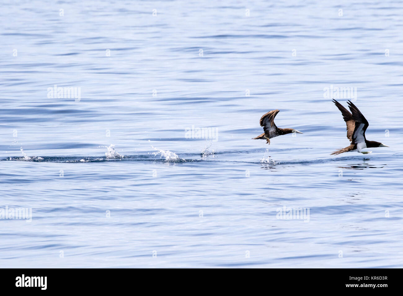 Fou brun (Sula leucogaster) taking off Banque D'Images
