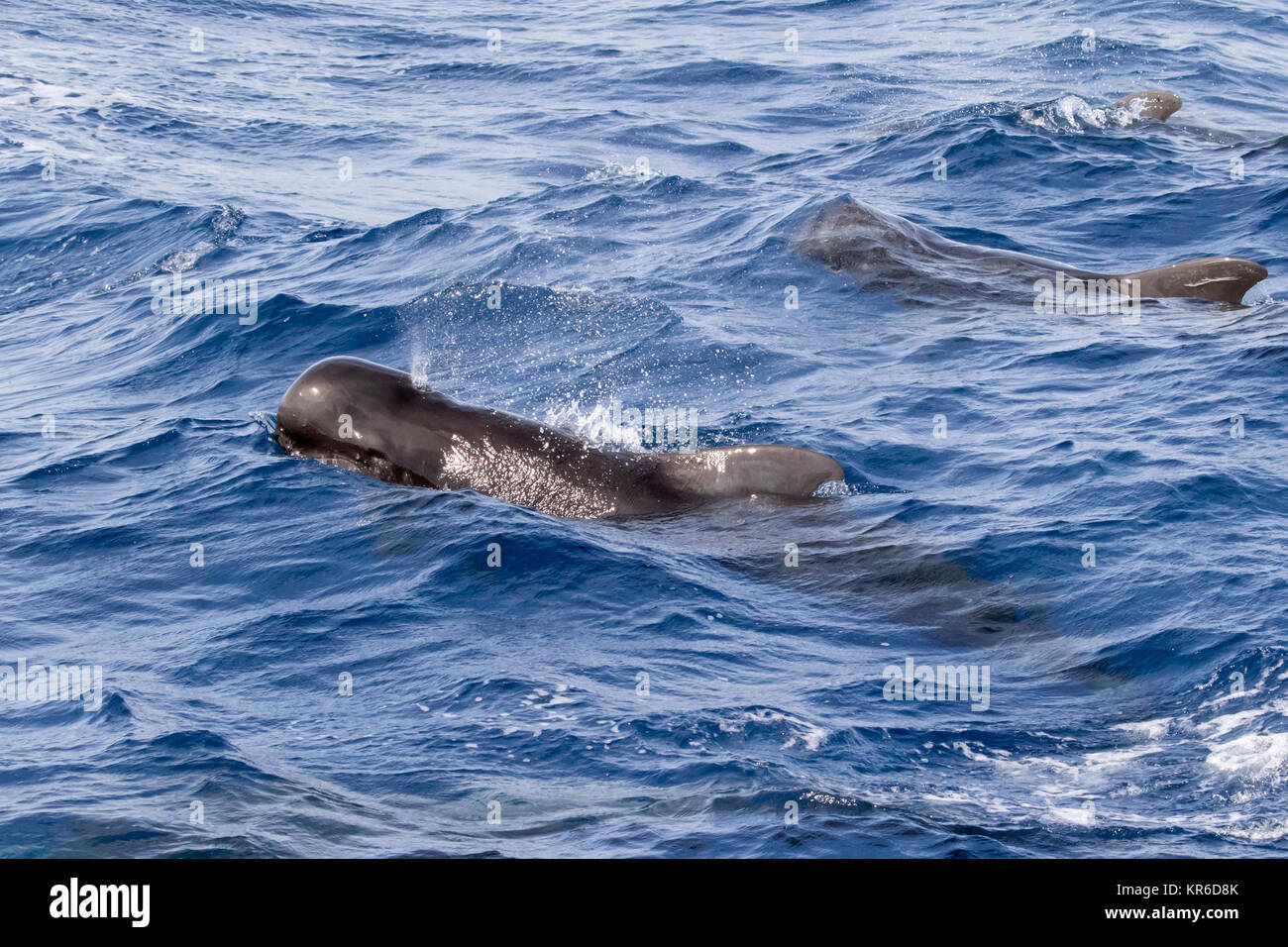 Le globicéphale noir (Globicephala macrorhynchus) se produisant dans la famille grand pod hanging autour du bateau Banque D'Images