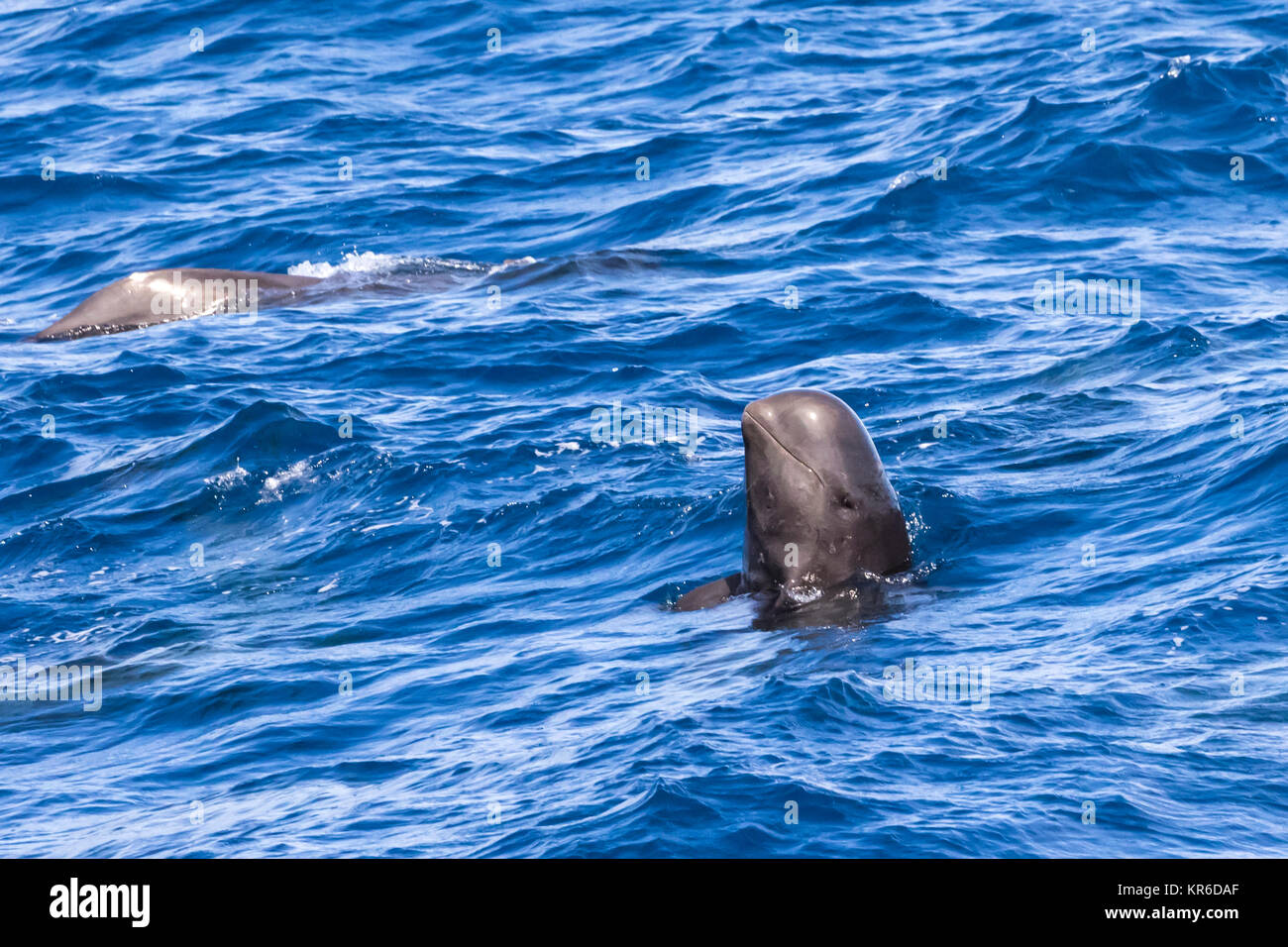 Le globicéphale noir (Globicephala macrorhynchus) se produisant dans la famille grand pod hanging autour du bateau Banque D'Images