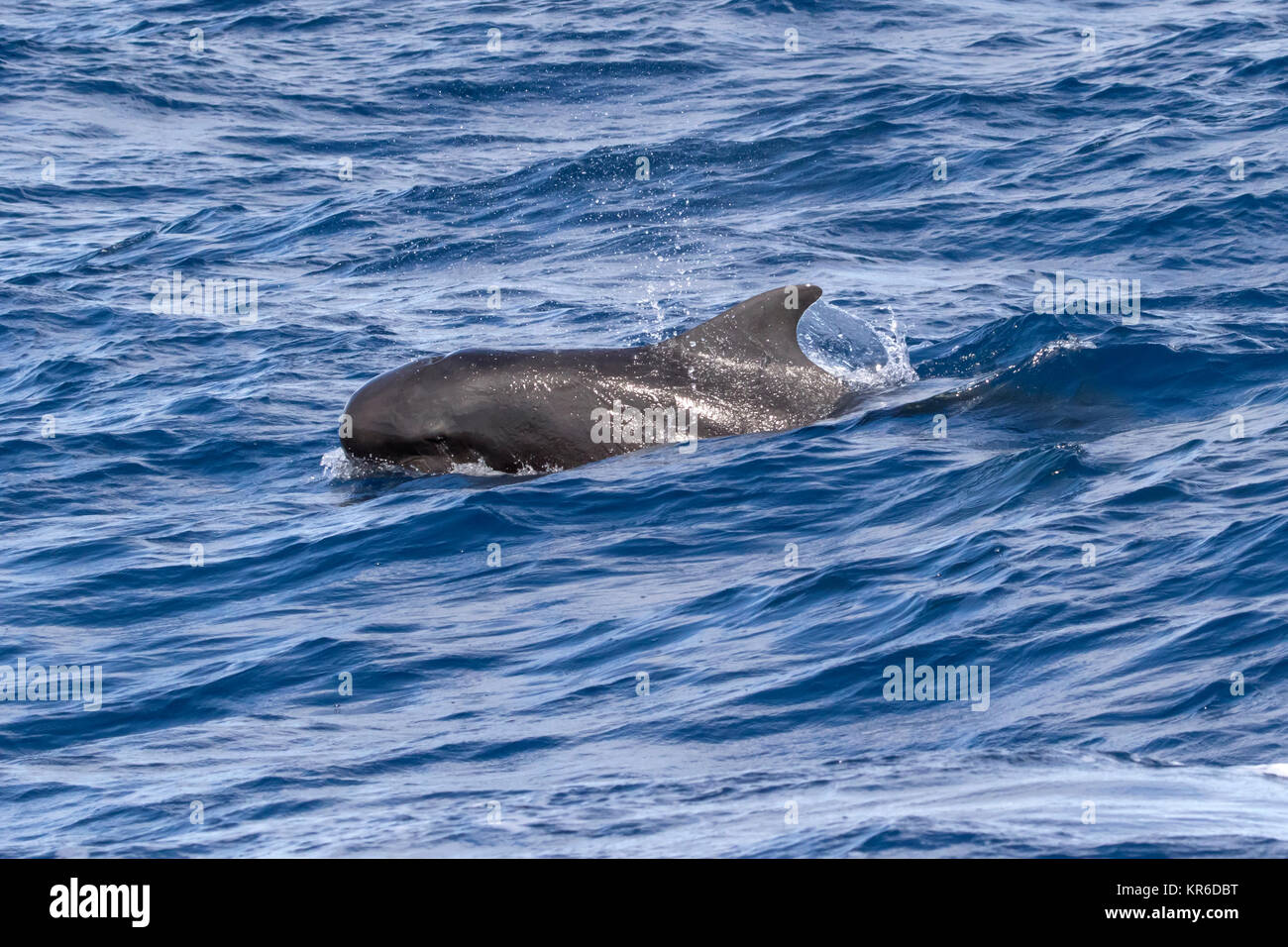 Le globicéphale noir (Globicephala macrorhynchus) se produisant dans la famille grand pod hanging autour du bateau Banque D'Images