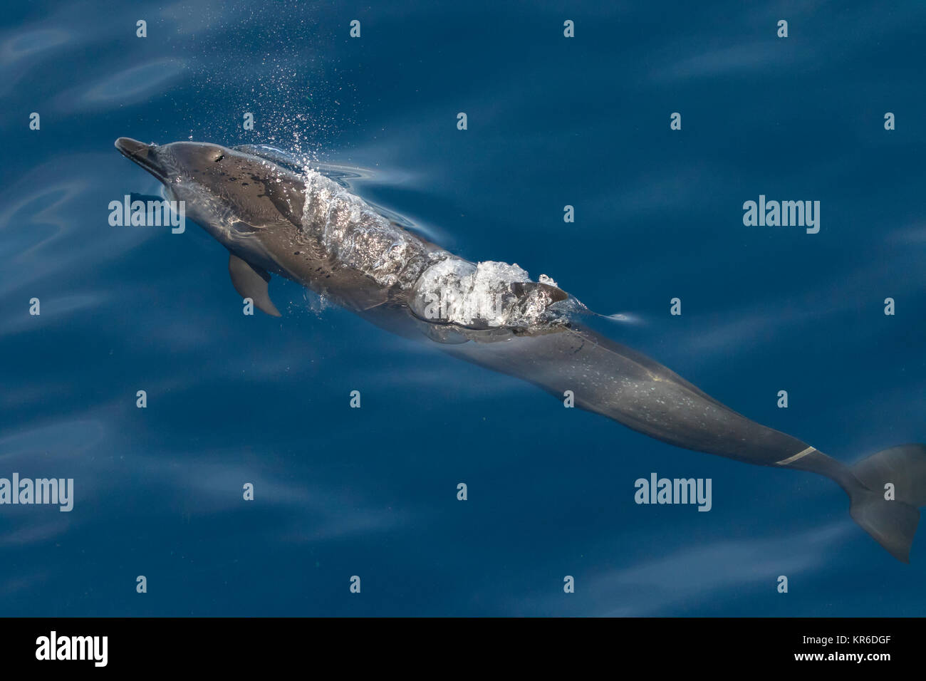 Dauphin tacheté pantropical (Stenella attenuata) sautant et socialiser près de notre bateau Banque D'Images